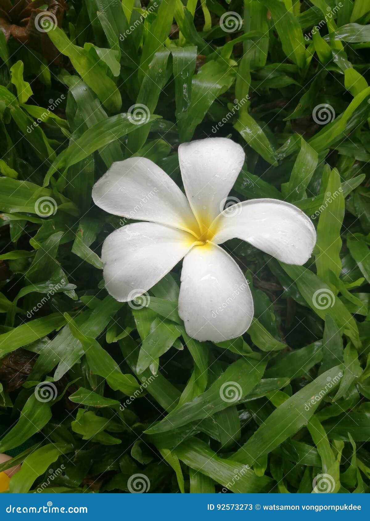 Fresh Plumeria stock image. Image of flower, fresh, plumeria 92573273