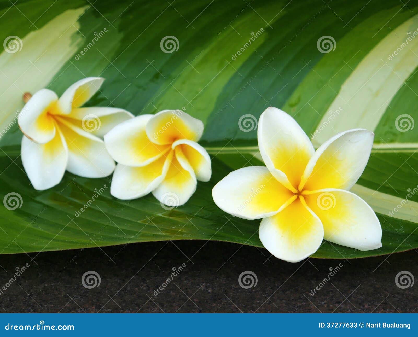 Fresh Plumeria stock image. Image of decoration, environment 37277633