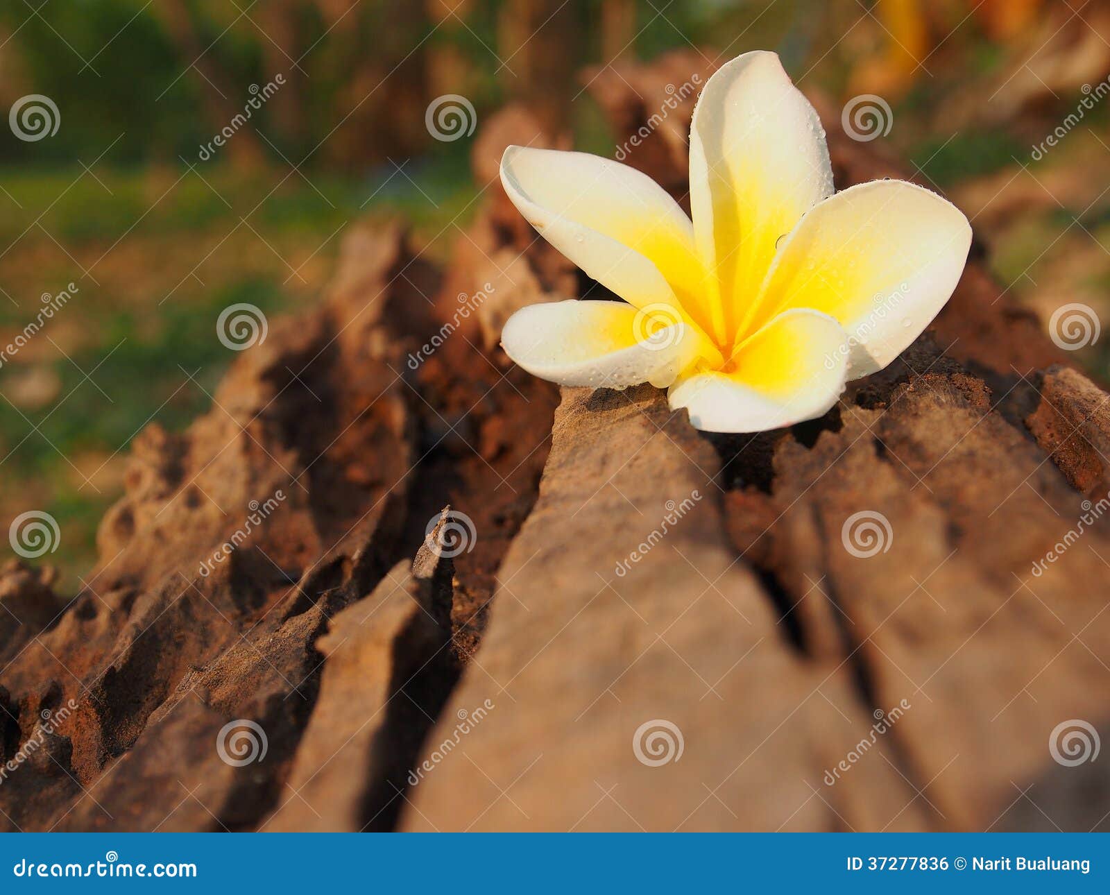 Fresh Plumeria stock photo. Image of natural, green, meadow 37277836