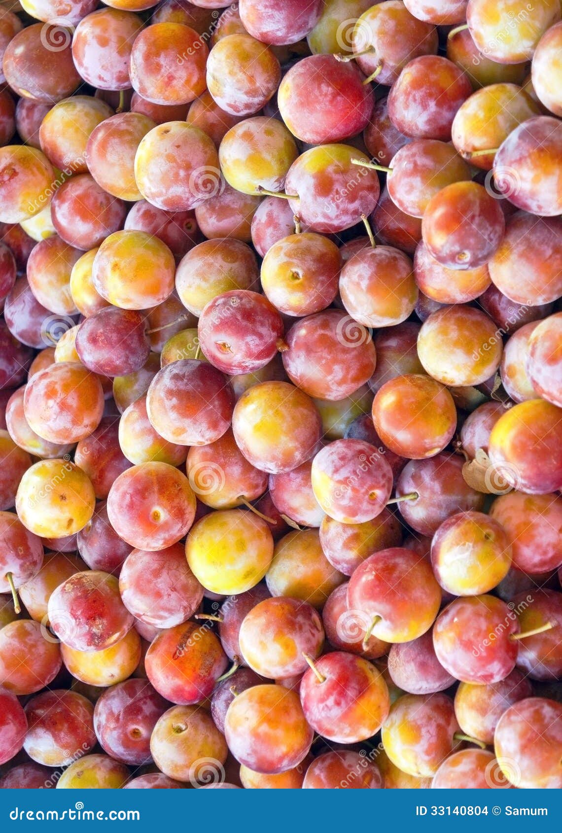 Fresh plums stock photo. Image of fresh, season, autumn 33140804