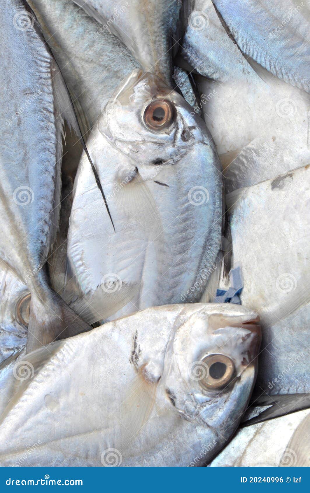 Fresh pomfret stock photo. Image of fish, fisheye, frozen 20240996
