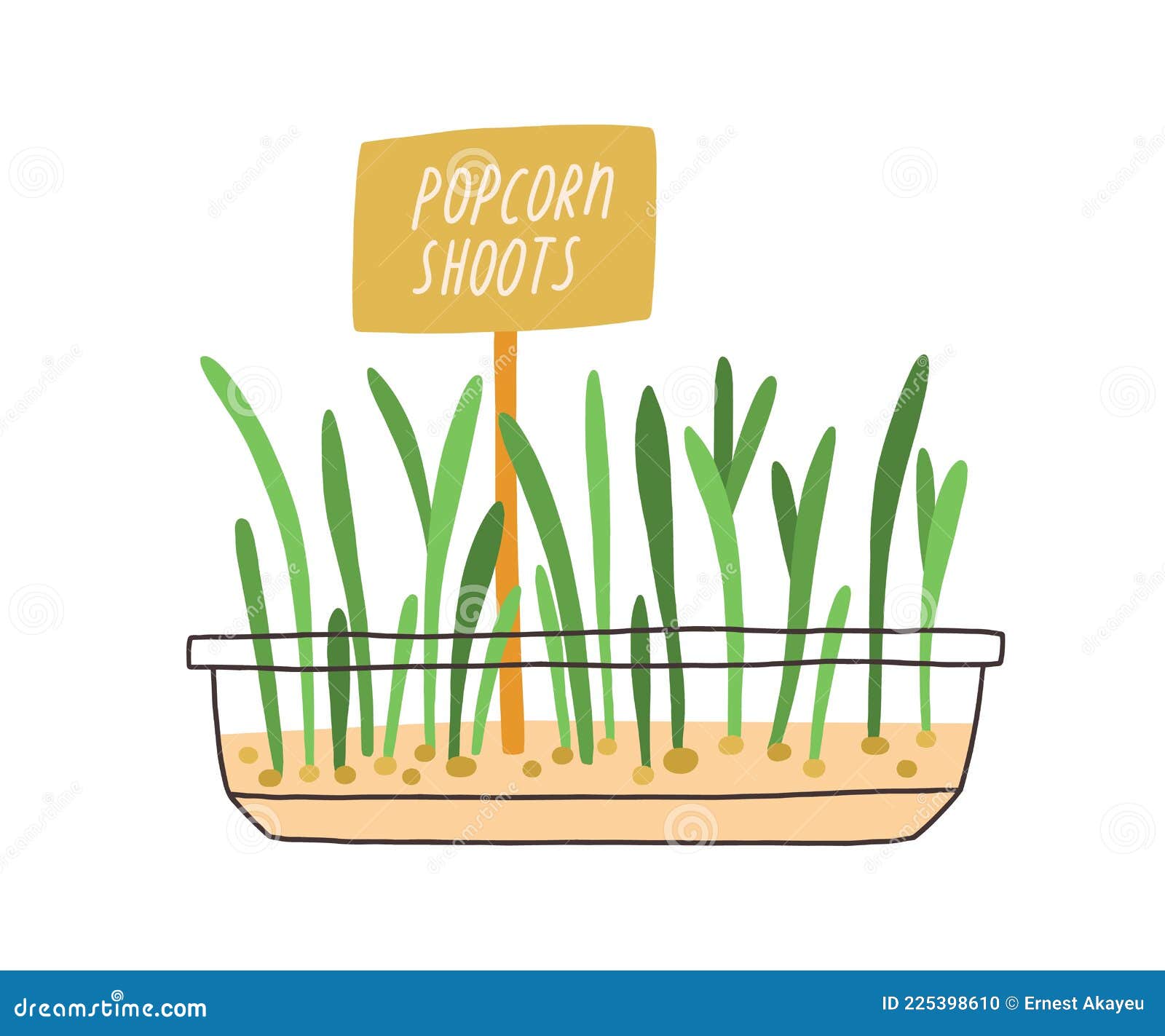 fresh popcorn shoots growing in pot. microgreens with biomarker in container. micro greens with plant label. green