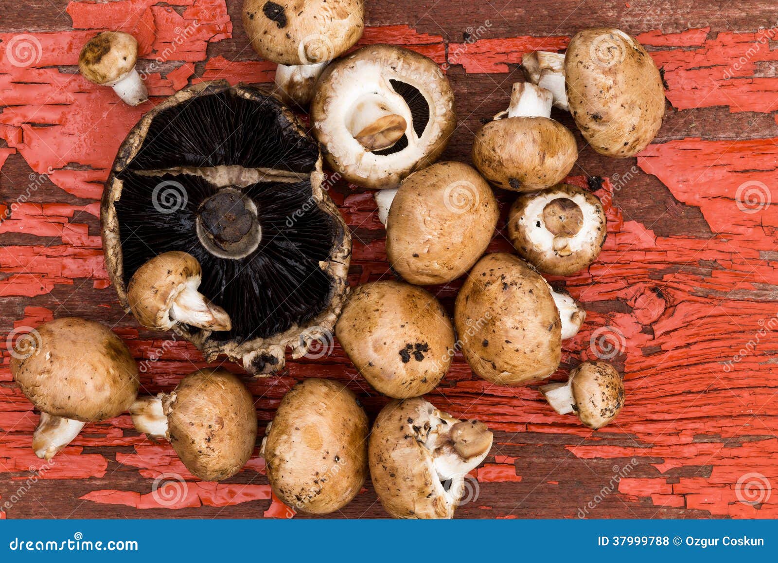Fresh Portobello and Brown Agaricus Mushrooms Stock Photo Image of