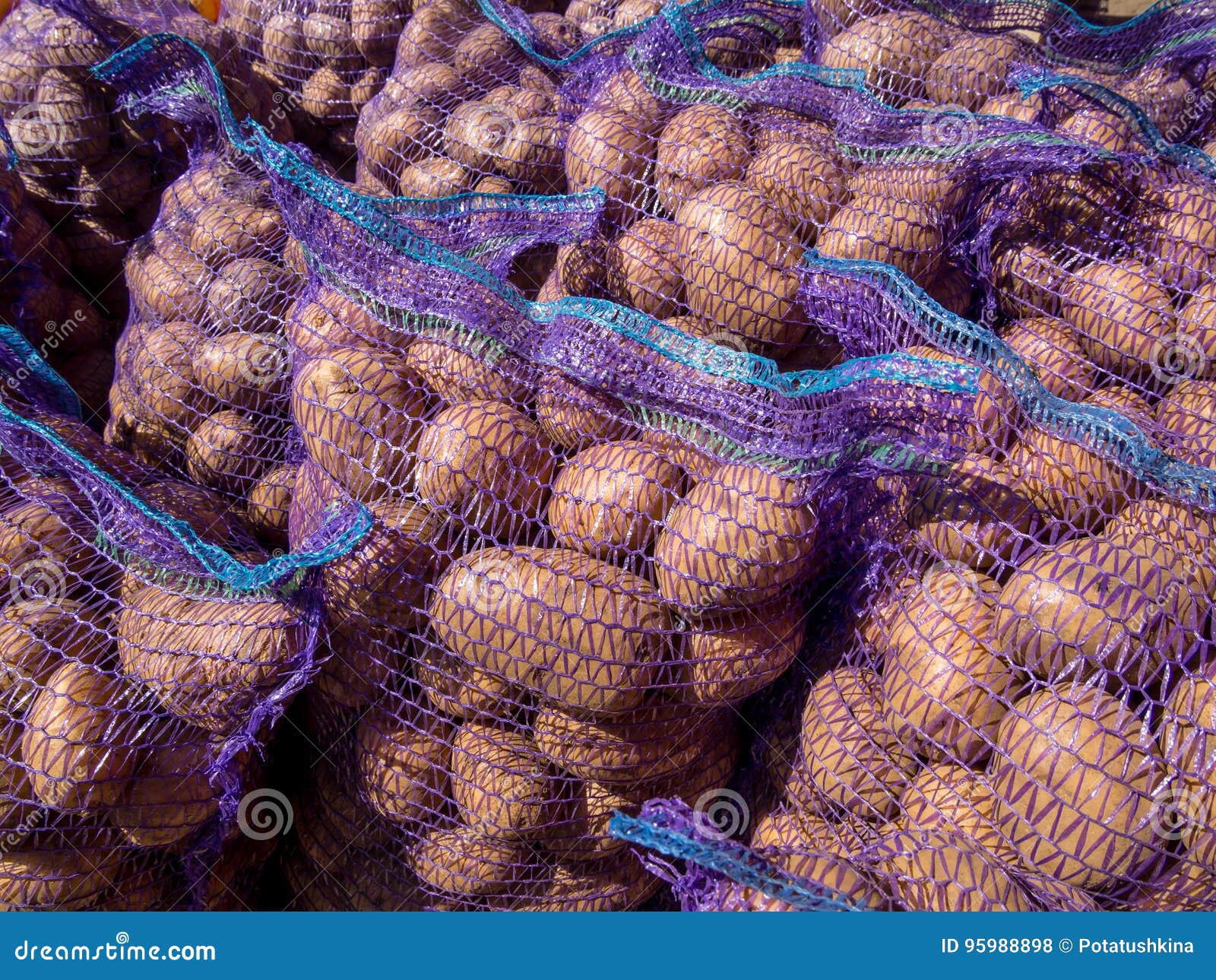 Fresh Potato Harvest Packed in Grids Stock Photo Image of packed