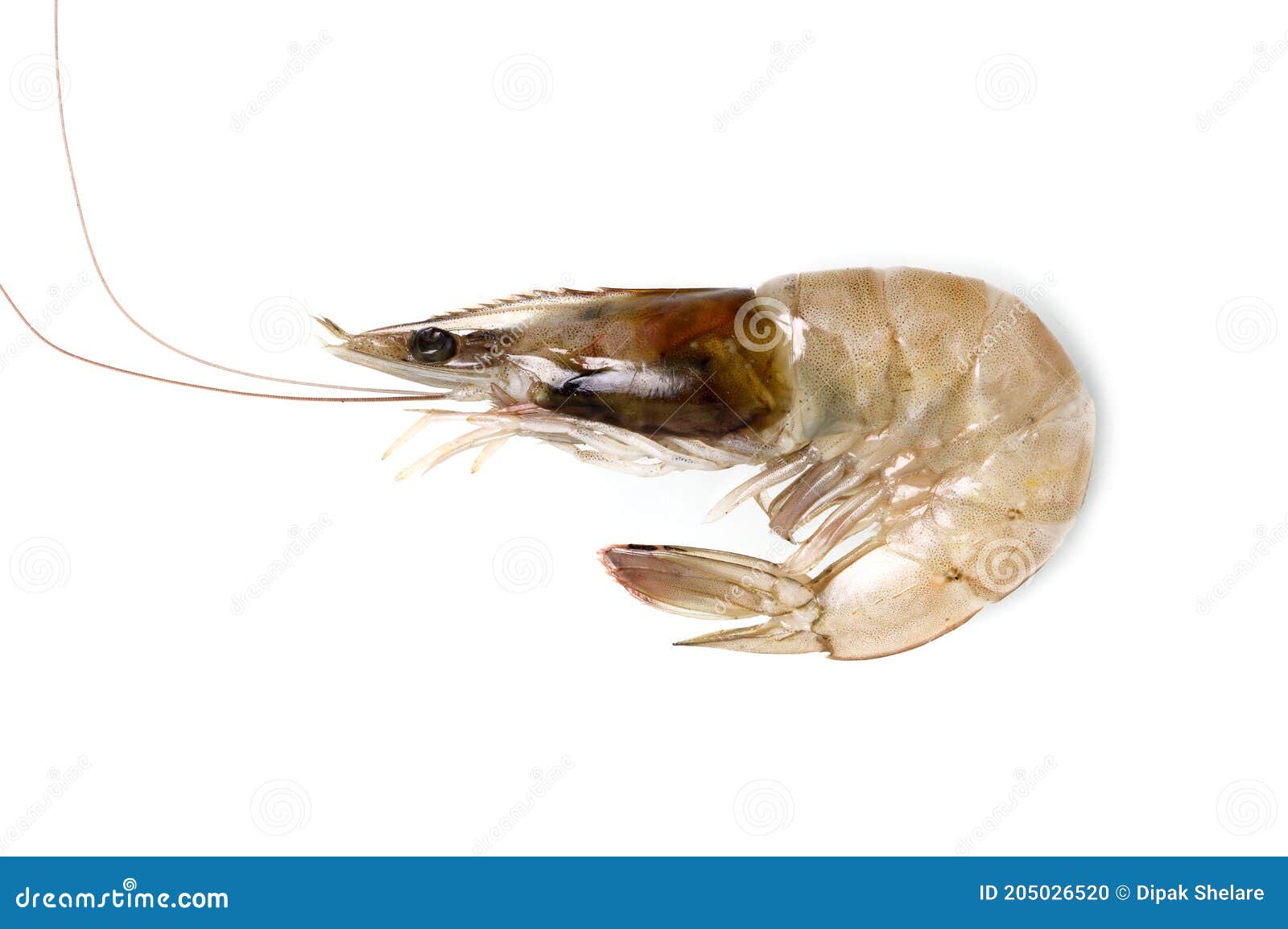 Fresh Prawn or Shrimp Isolated on White Background Stock Photo Image