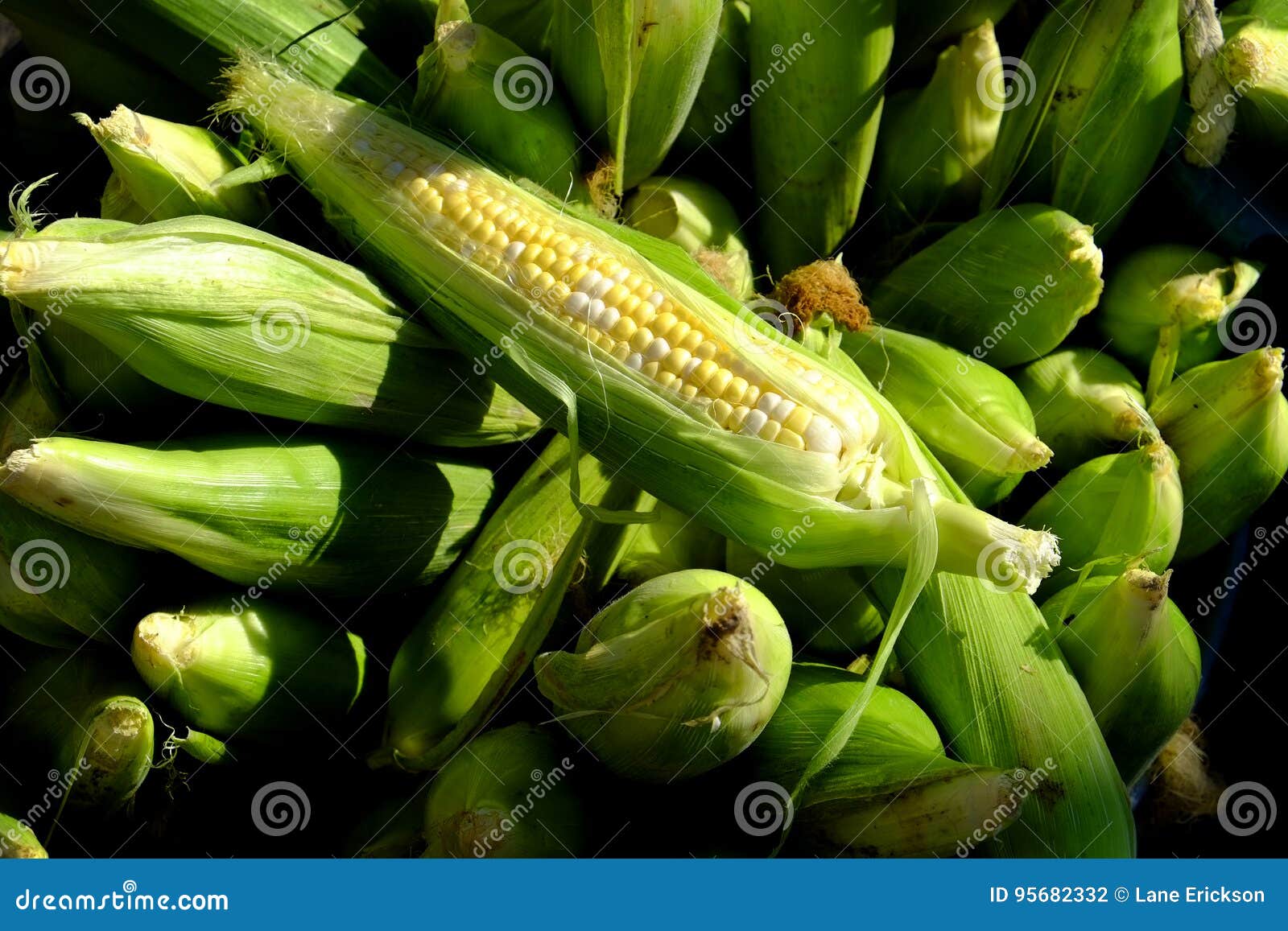 fresh produce corn on the cob organic farmer& x27;s market for sale