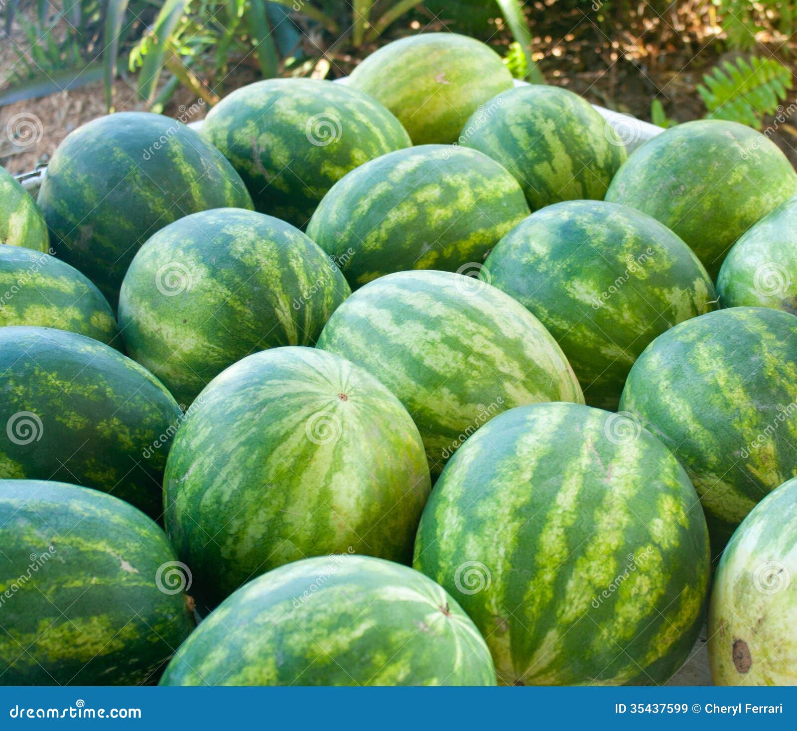 Fresh Produce Watermelon stock image. Image of sweet 35437599