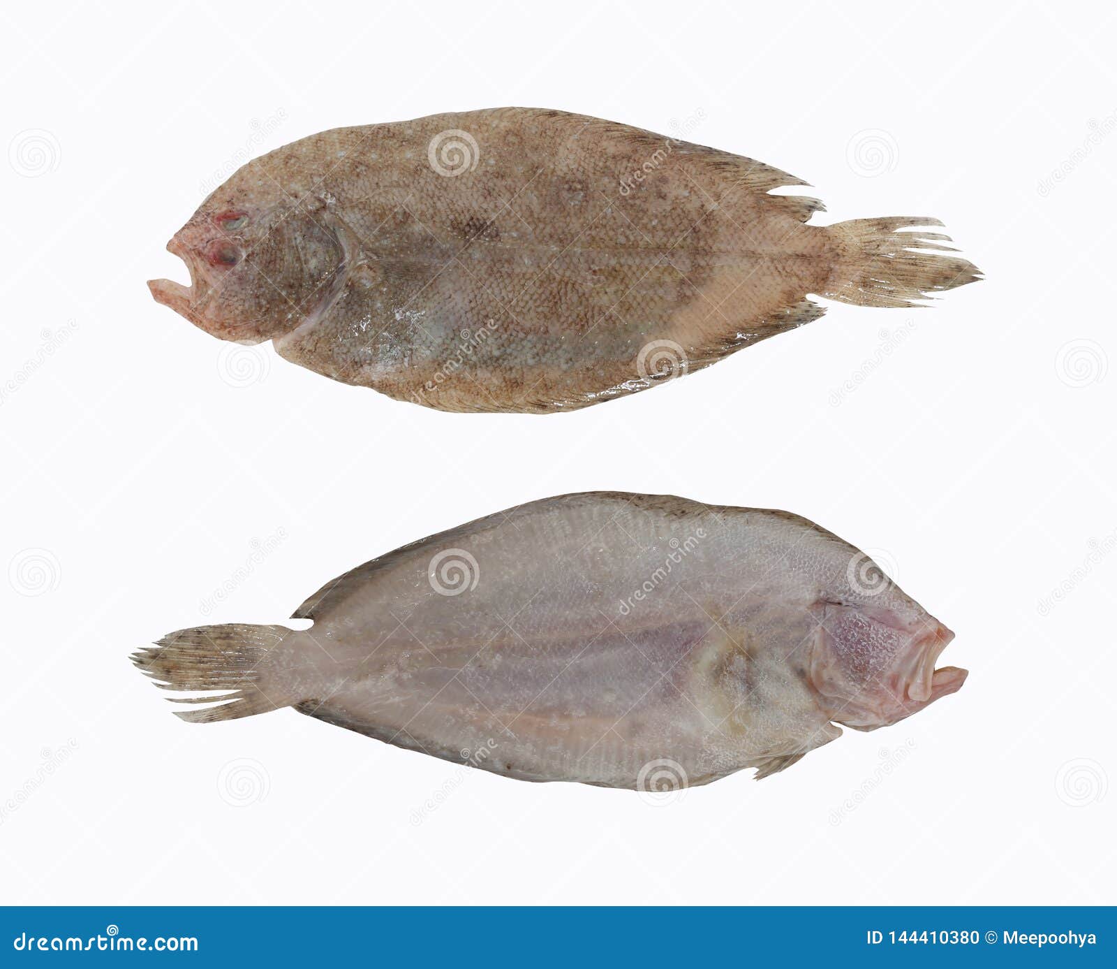 fresh psettodes erumei fish  on white background