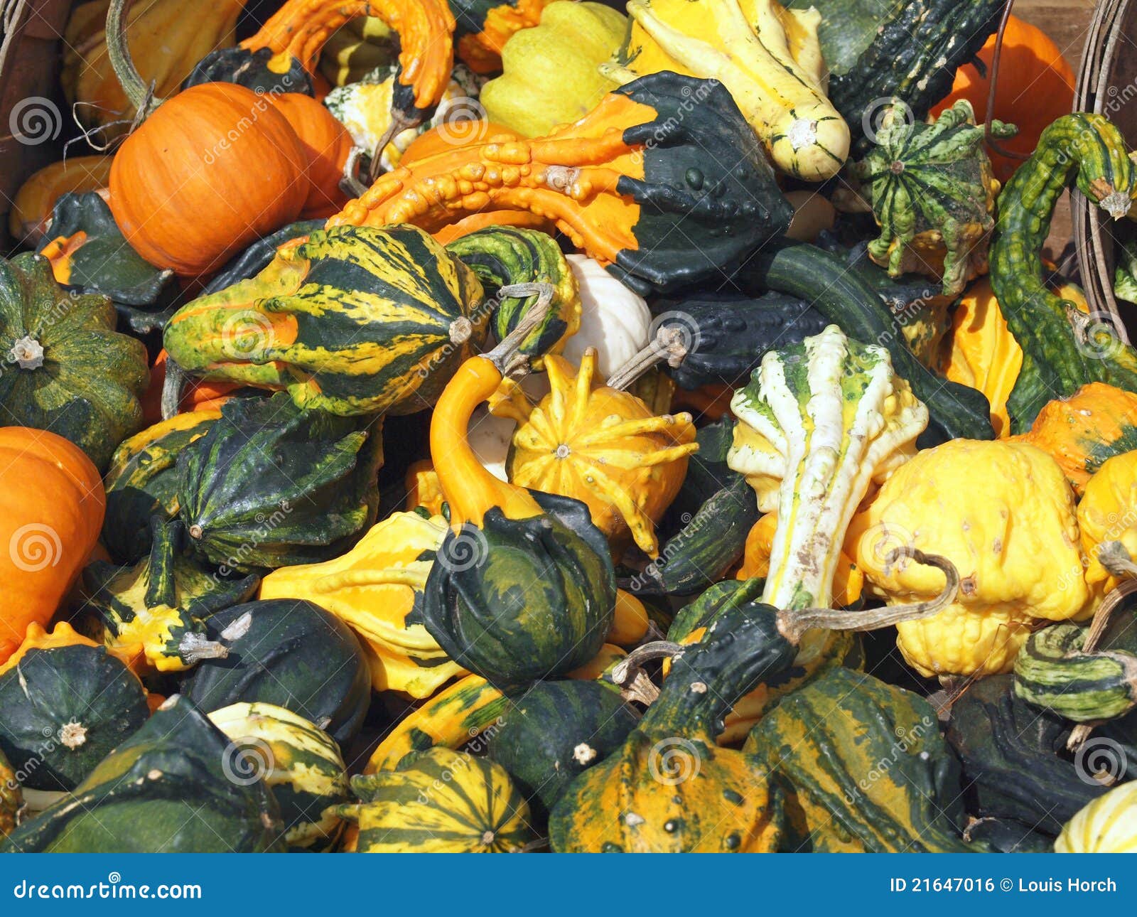 Fresh Pumpkins, Gourds and Squash Stock Photo Image of patch, feats