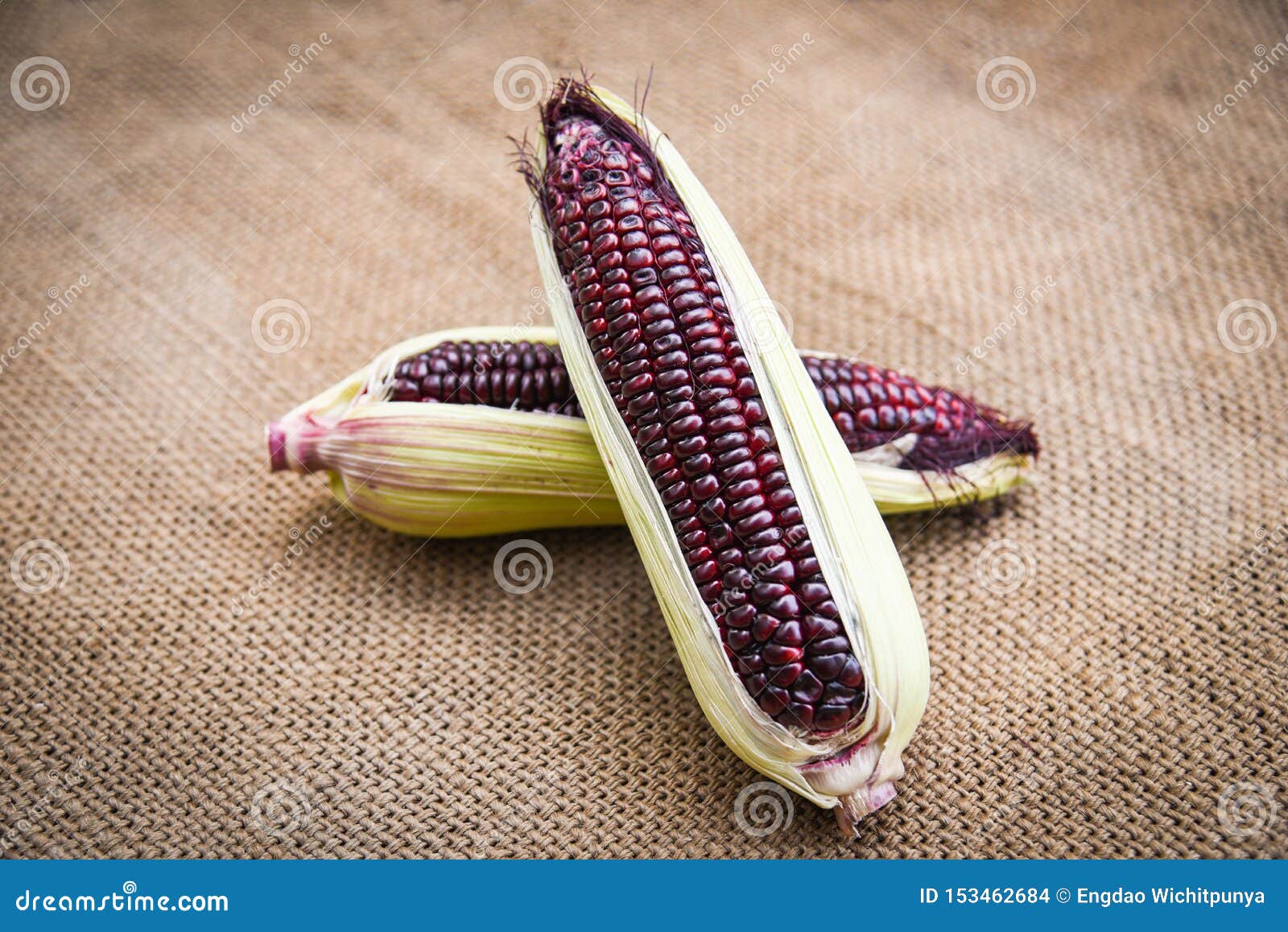 Fresh Purple Corn On Cob On Sack Background / Siam Ruby Queen Or Sweet