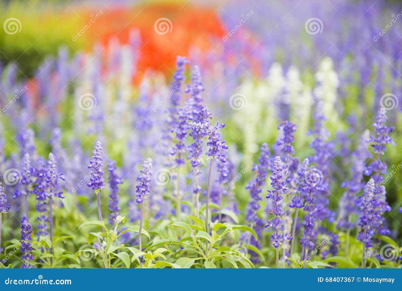 Fresh Purple Flowers in the Garden Stock Image Image of purple