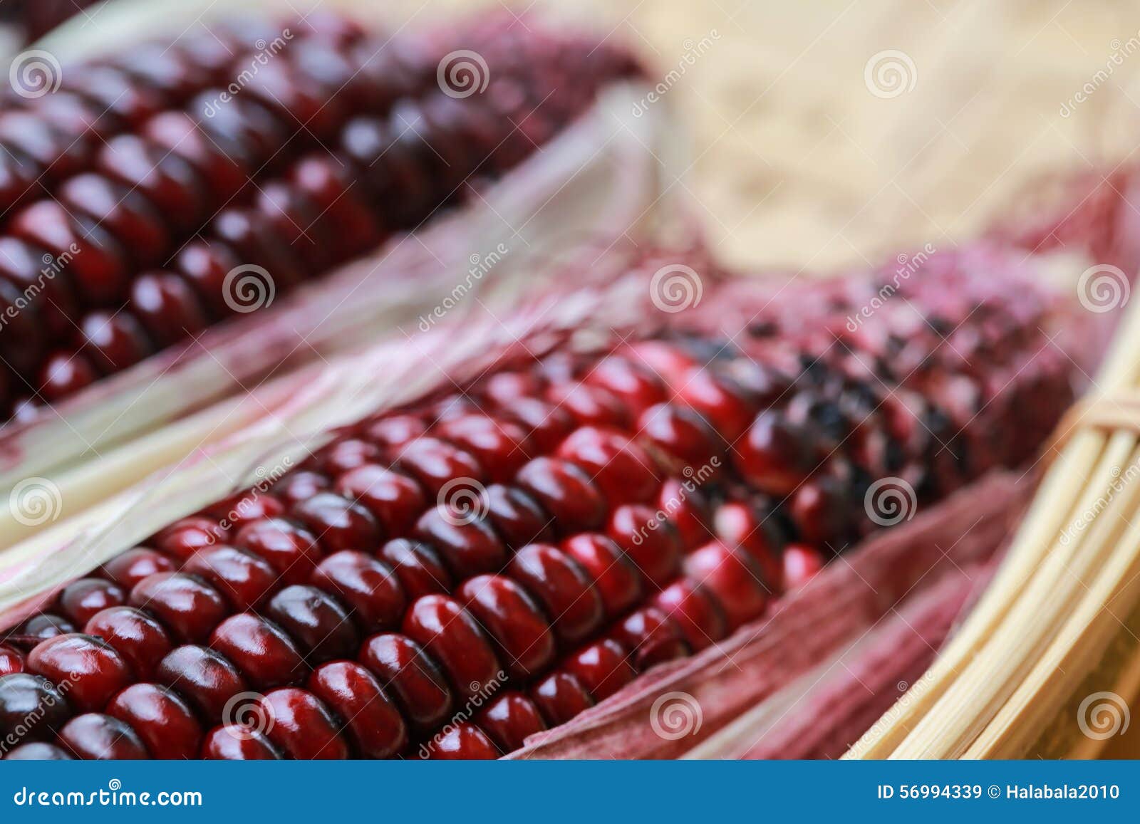 Fresh purple organic corn stock image. Image of meal - 56994339