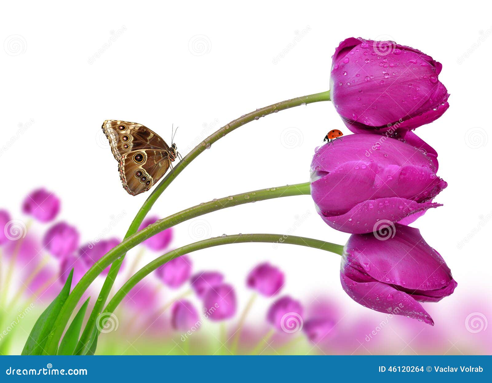 Fresh Purple Tulips with Butterfly Stock Photo Image of flower