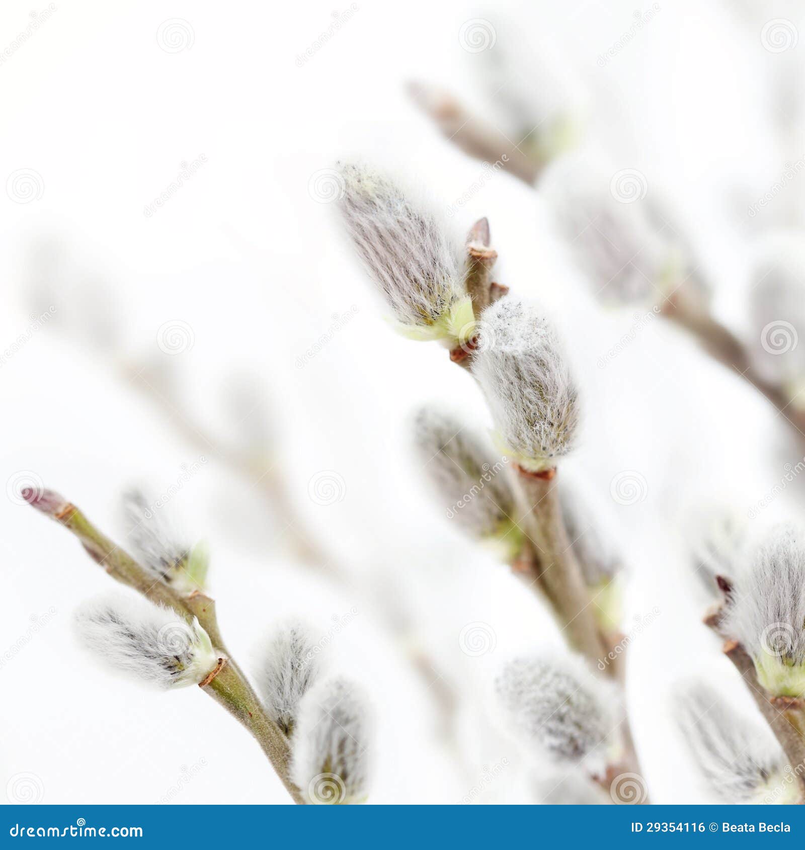 Beautiful fresh pussy willow flowers branches. Soft floral spring ...
