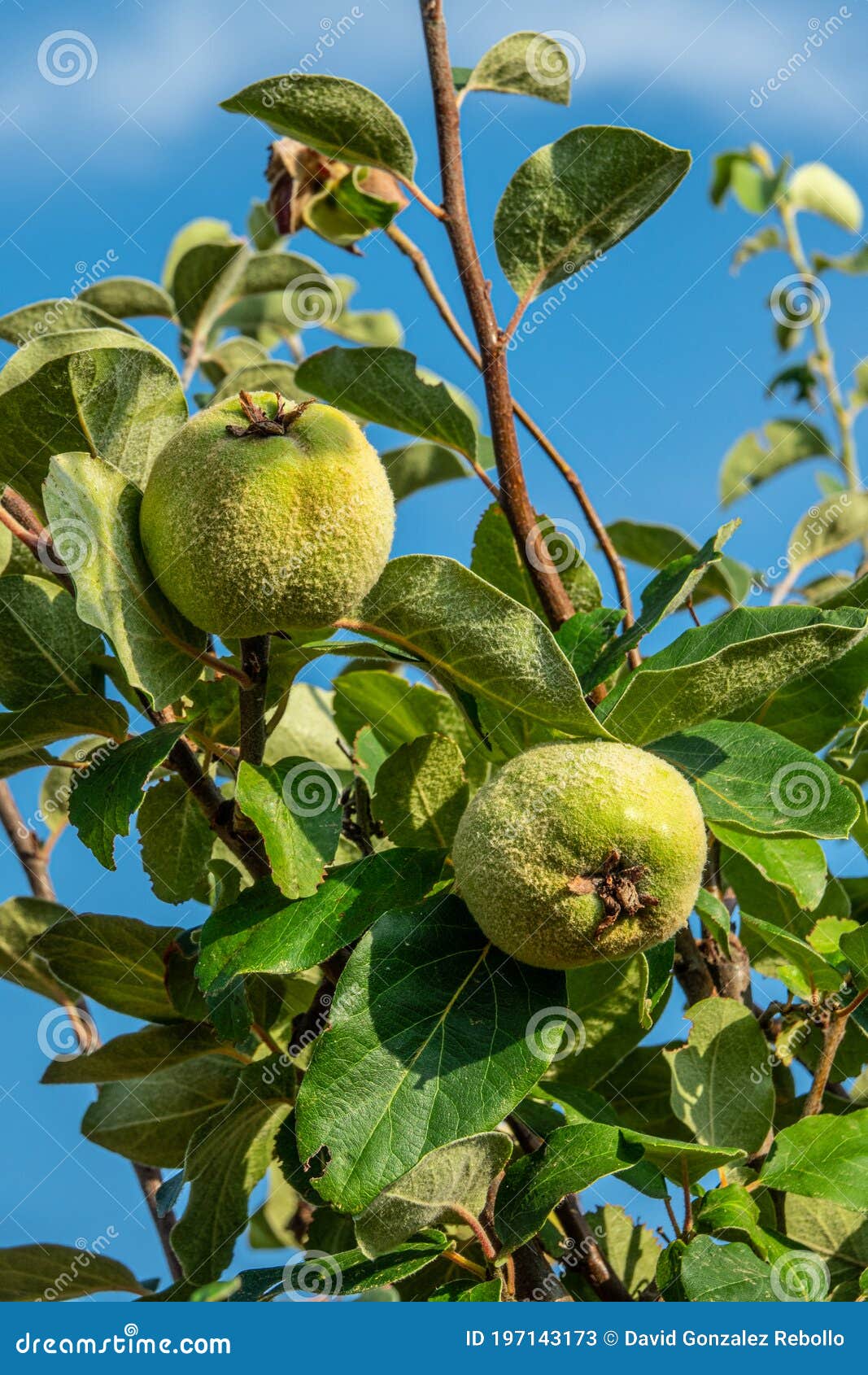 Fresh quince fruit on tree stock image. Image of closeup 197143173