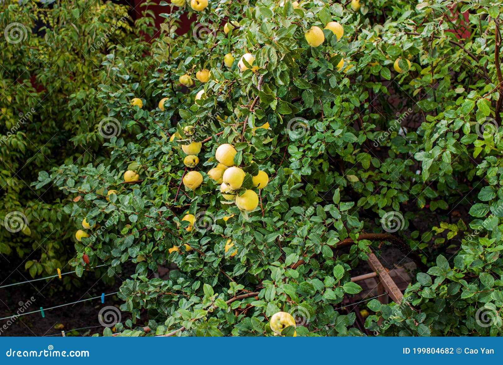 Fresh Quince Fruits on Tree Branch Stock Photo Image of fruit