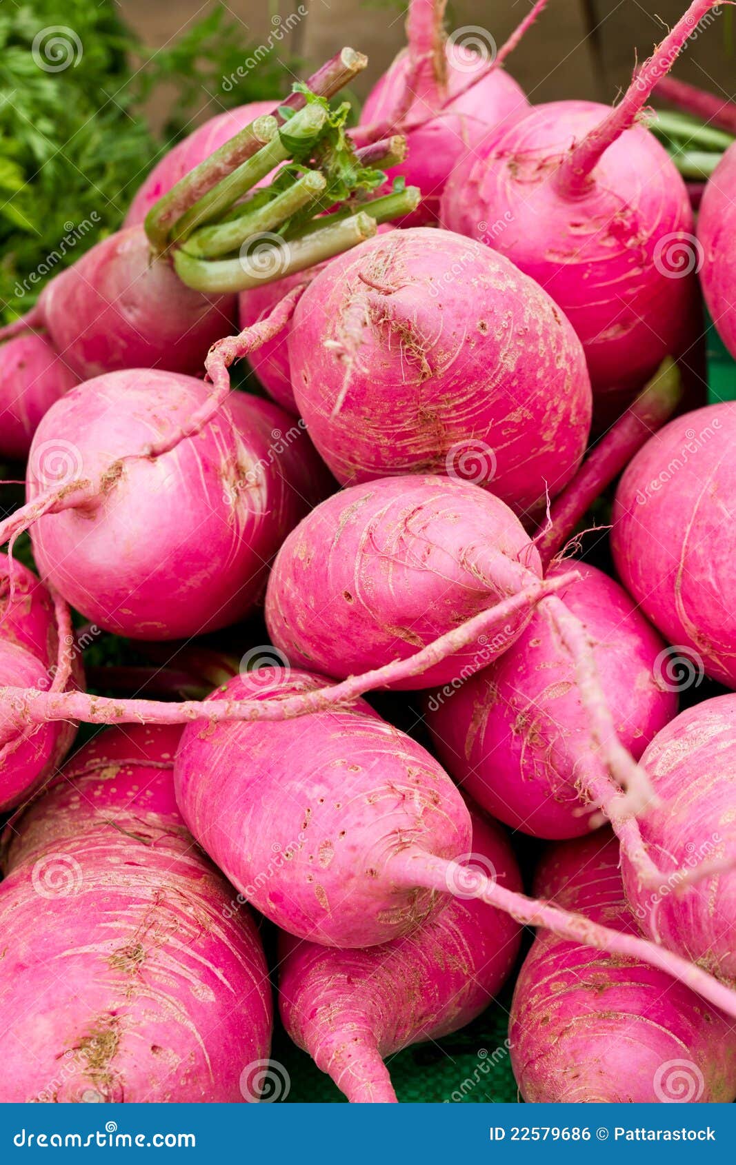 Fresh radish stock photo. Image of nutrition, freshness 22579686