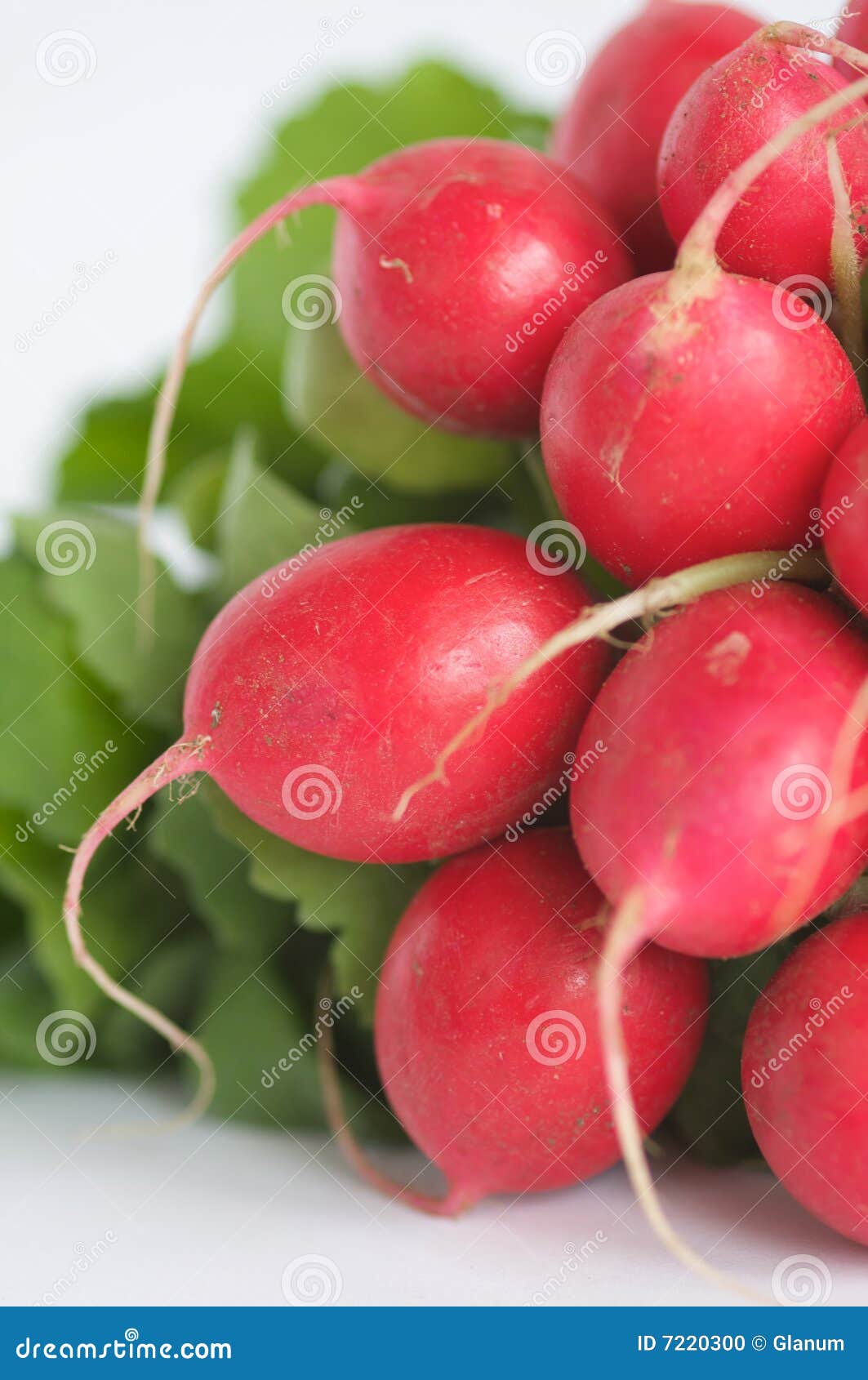 Fresh Radishes stock photo. Image of leaves, fresh, salad 7220300