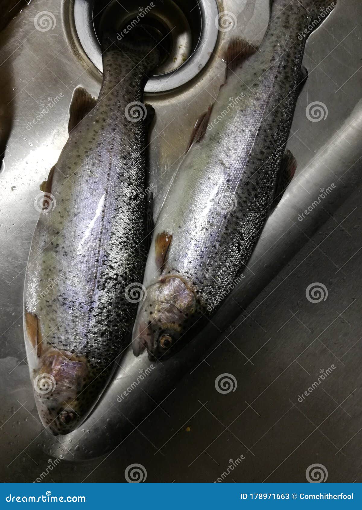 Fresh Rainbow Trout in Kitchen Sink Stock Image Image of bird