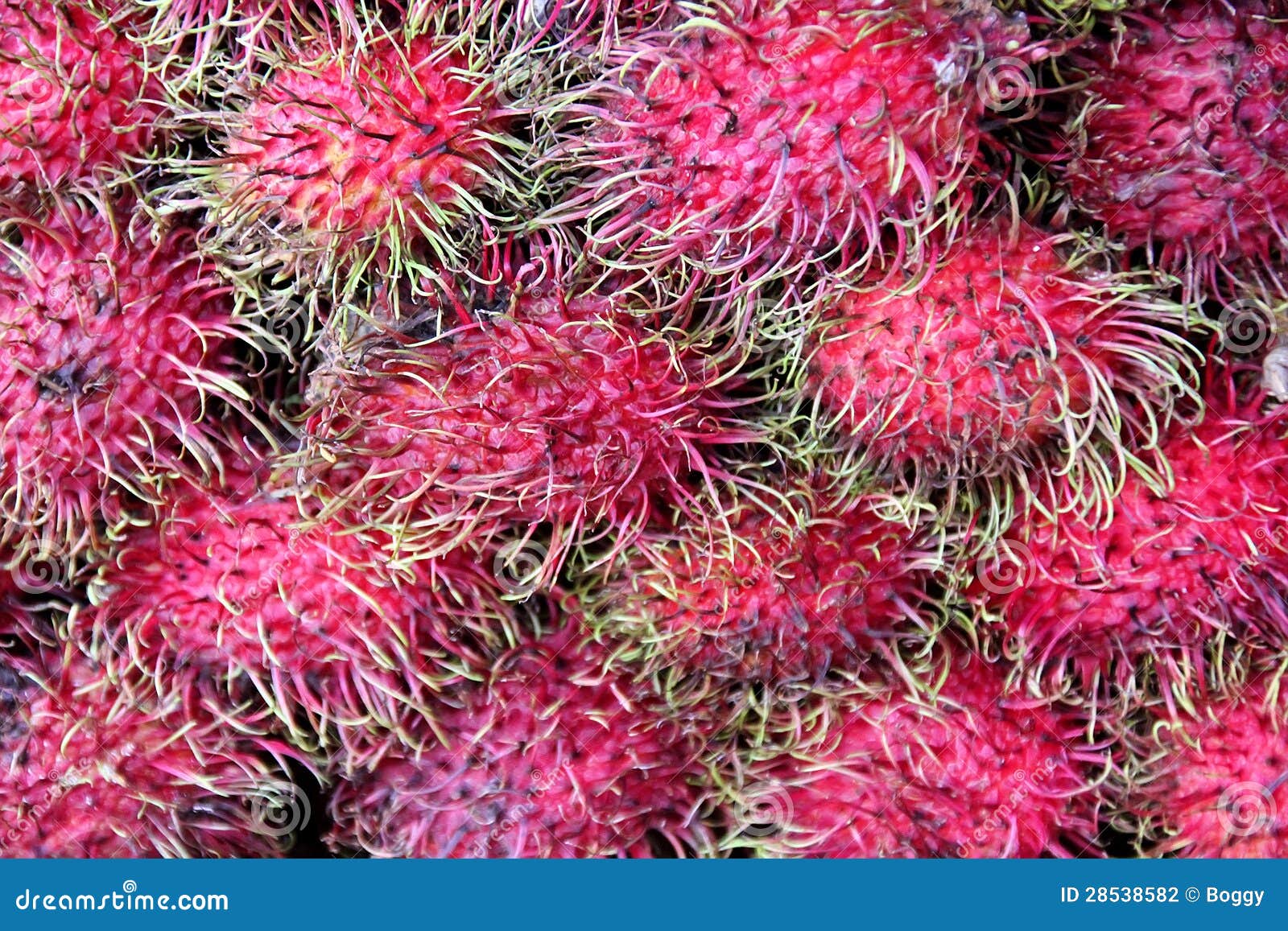 Fresh rambutan fruit stock photo. Image of fruits, organic - 28538582
