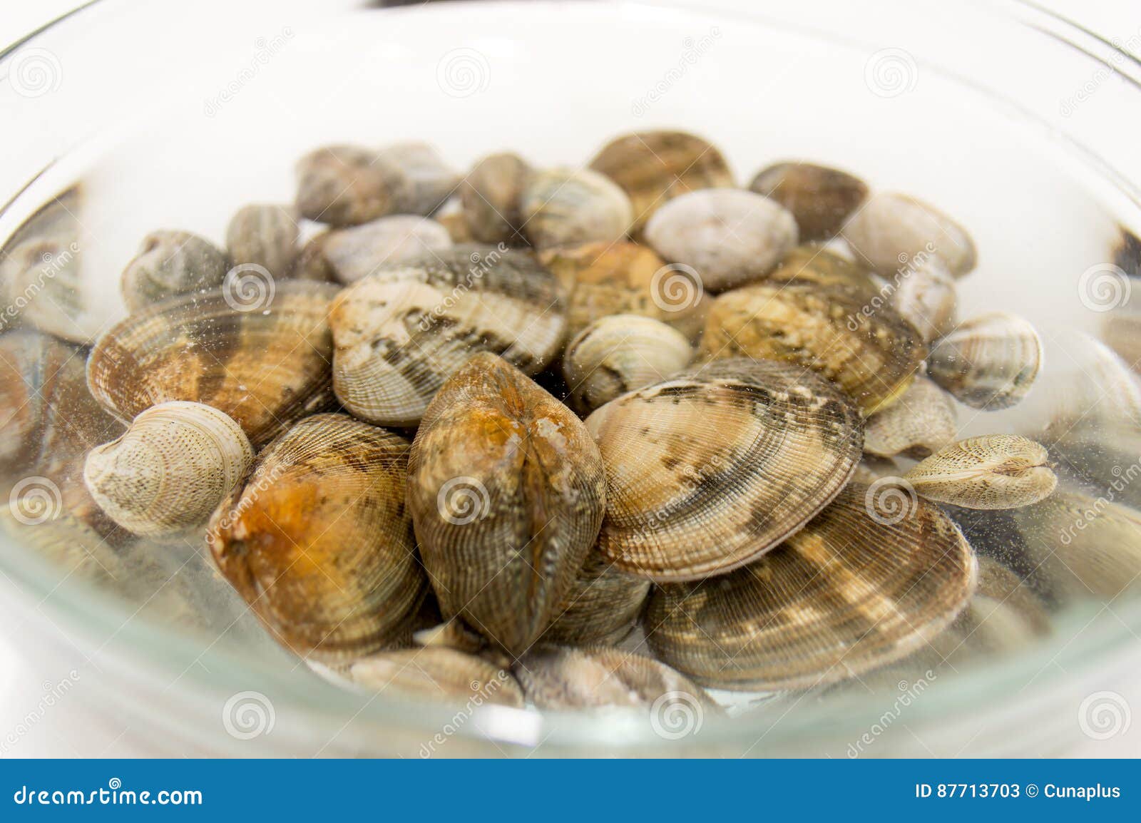 Fresh Raw Clams On Water With Salt Stock Image - Image of ...