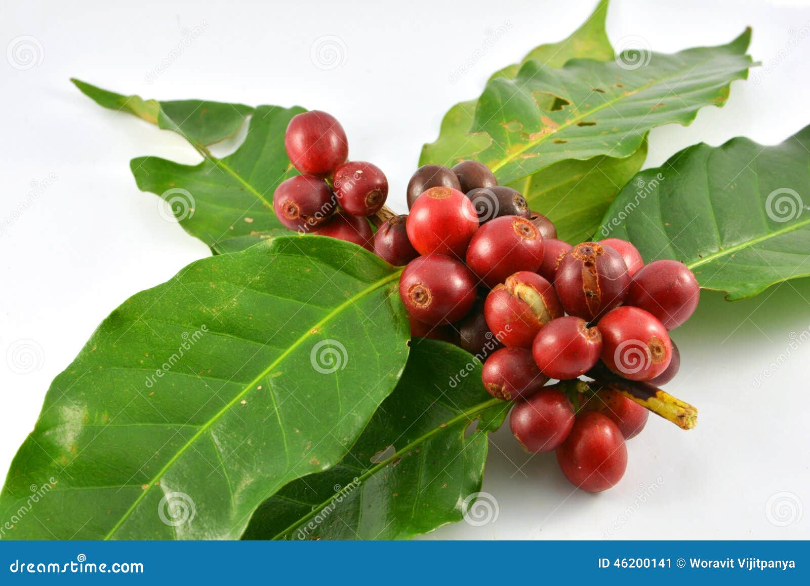 Fresh raw coffee beans stock image. Image of cafe, beans 46200141
