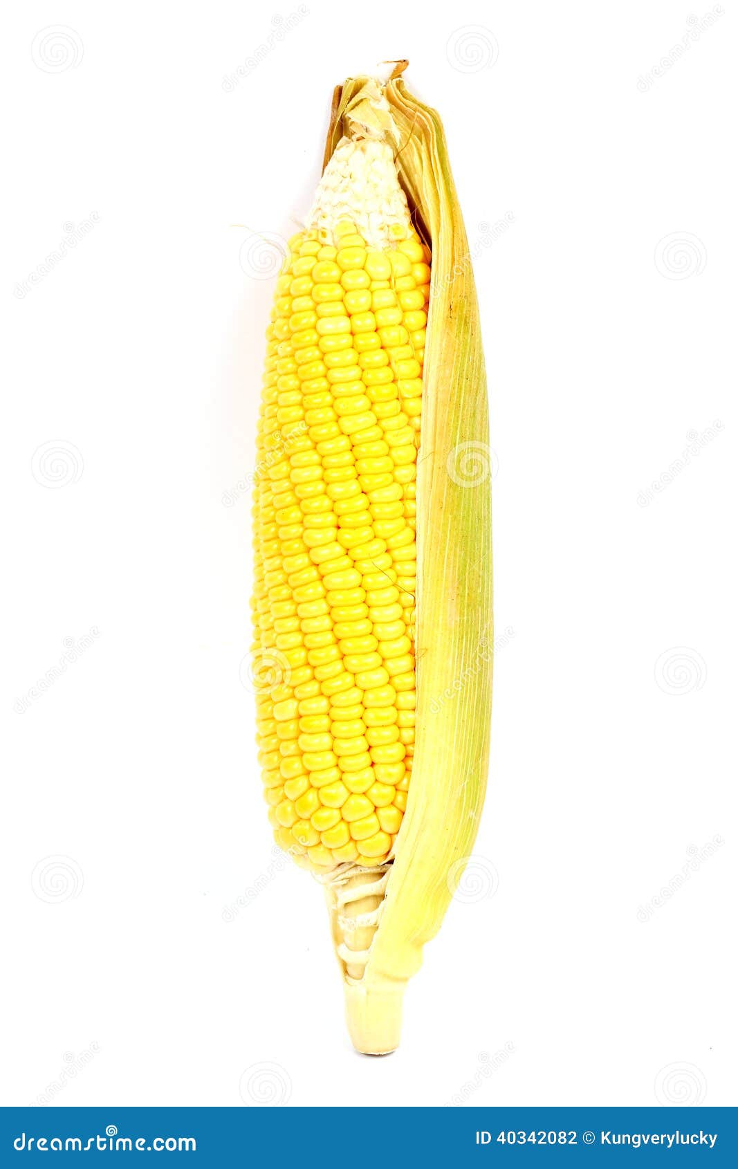 Fresh raw corn stock photo. Image of diet, fresh, nutrition 40342082