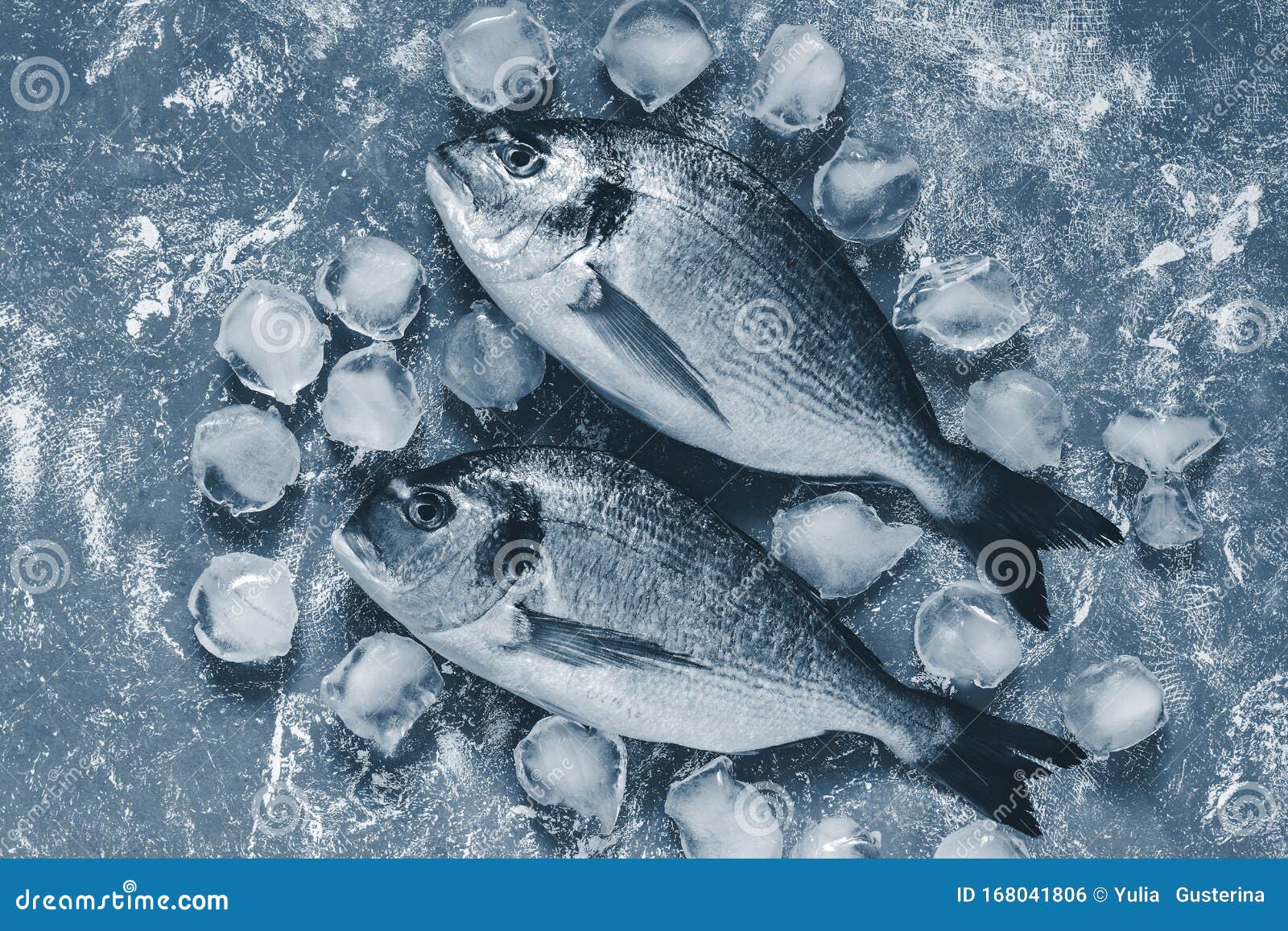 fresh raw dorado fish with ice cubes on rustic background. color of the year 2020 classic blue toned. top view, flat lay