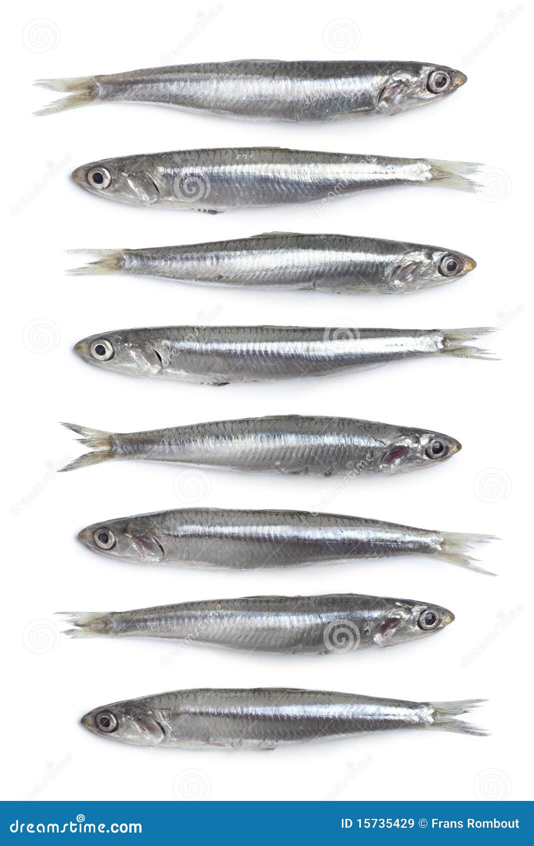 Fresh raw European anchovy stock image. Image of fresh 15735429