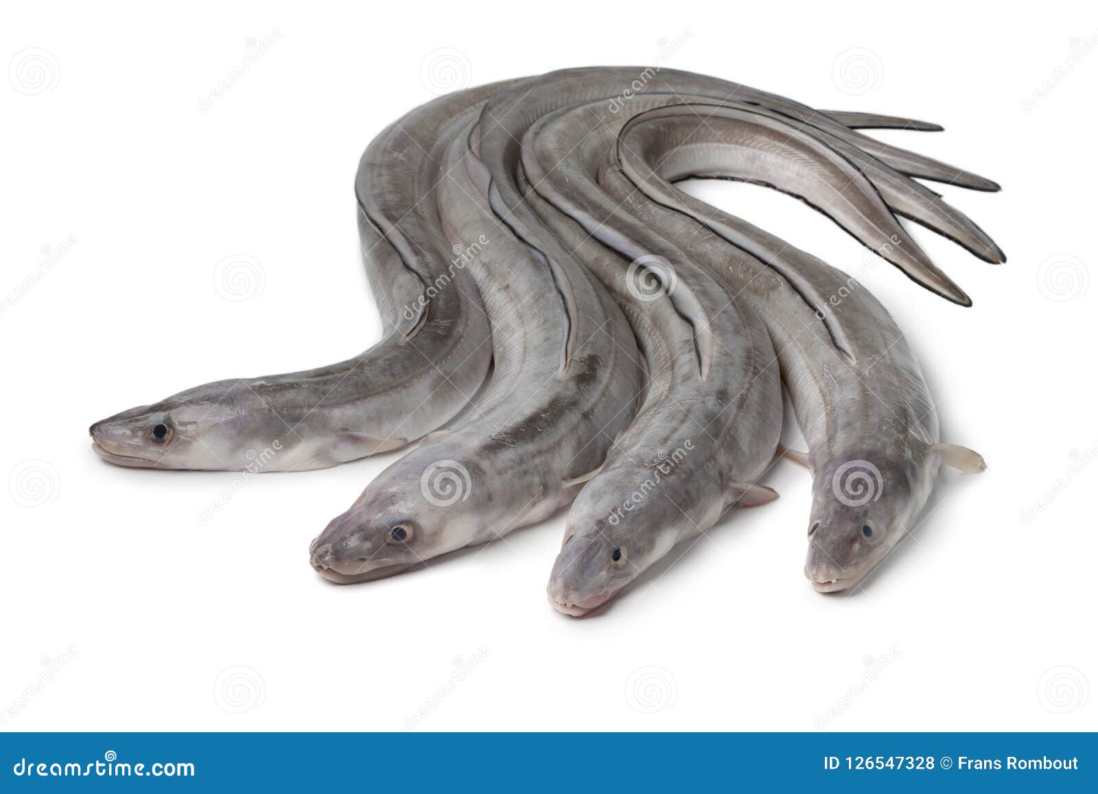 European Conger Conger Conger Is A Species Of Conger Of The Family