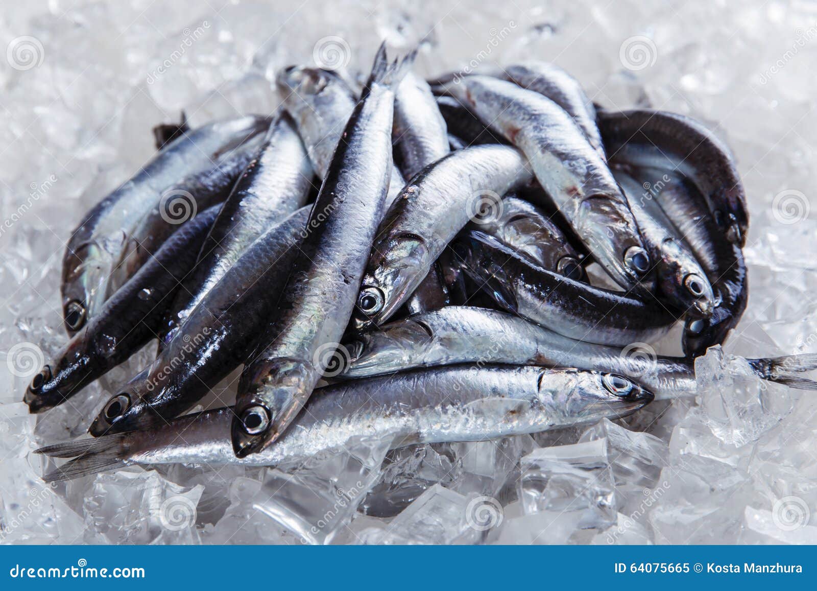Fresh Raw Fish Anchovy on Ice Stock Image Image of anchovy, fishing