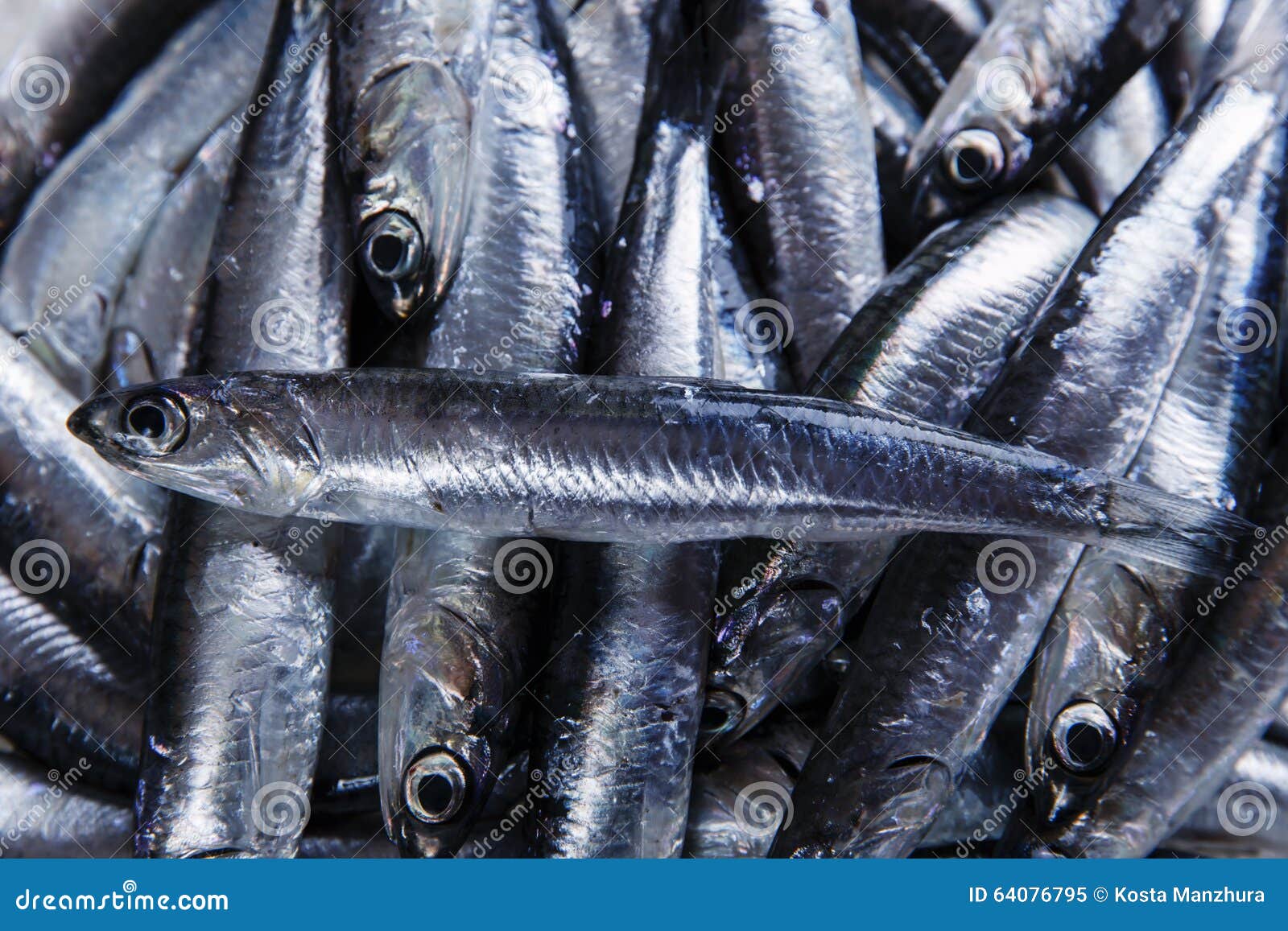 Fresh Raw Fish Anchovy on Ice Stock Image Image of background