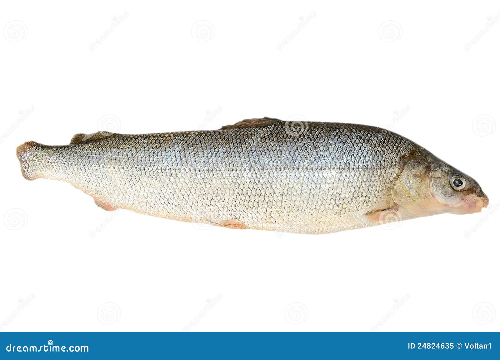 171 Cisco Fish Stock Photos - Free & Royalty-Free Stock Photos