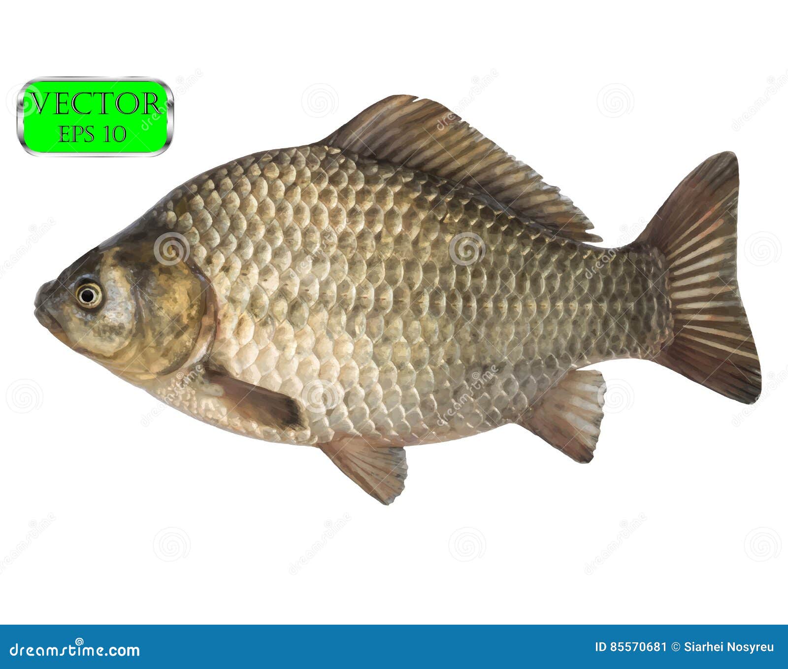 Crucian Free Stock Vectors