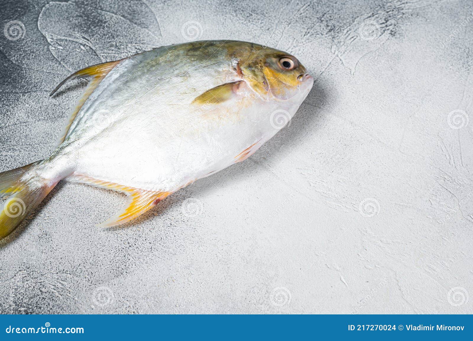 103 Golden Pompano Fish Photos Free Royalty Free Stock Photos From Dreamstime