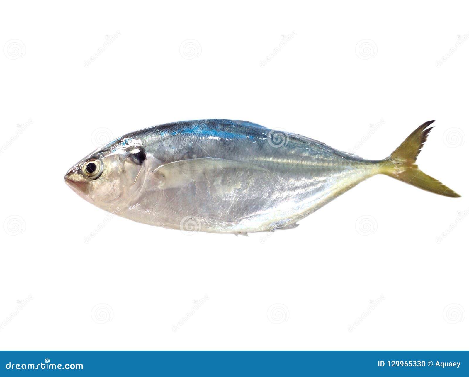 Fresh raw fish on white stock photo. Image of fresh - 129965330