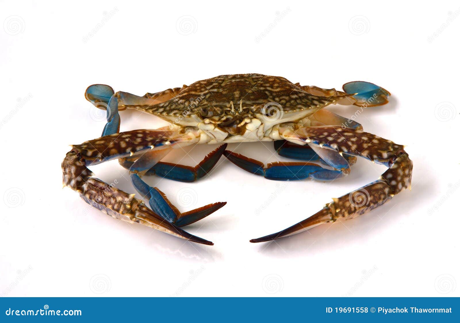 Fresh raw flower crab stock photo. Image of seafood, portunus 19691558