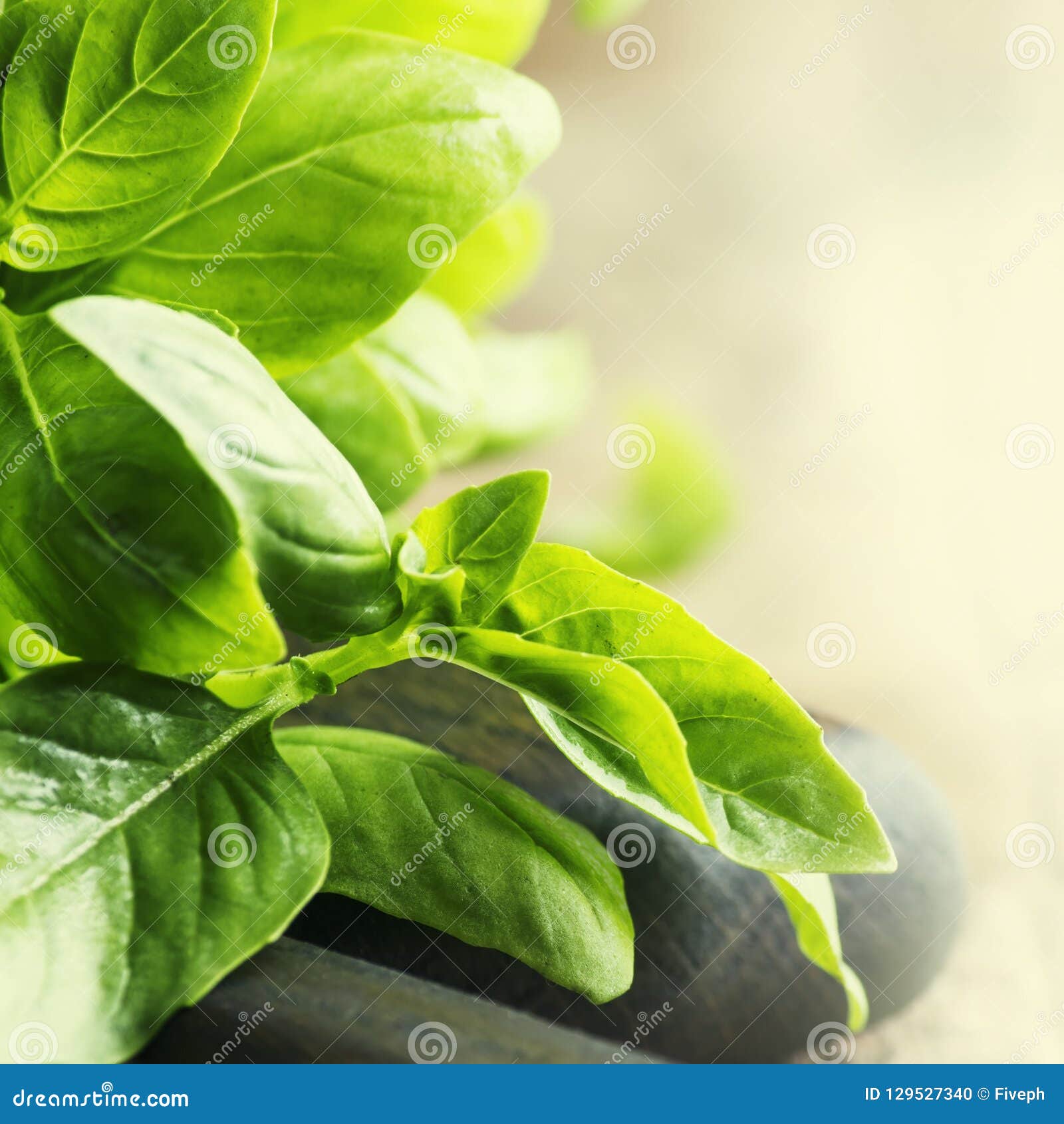 Fresh Green Basil, Spice Herb, Selective Focus Stock Photo Image of