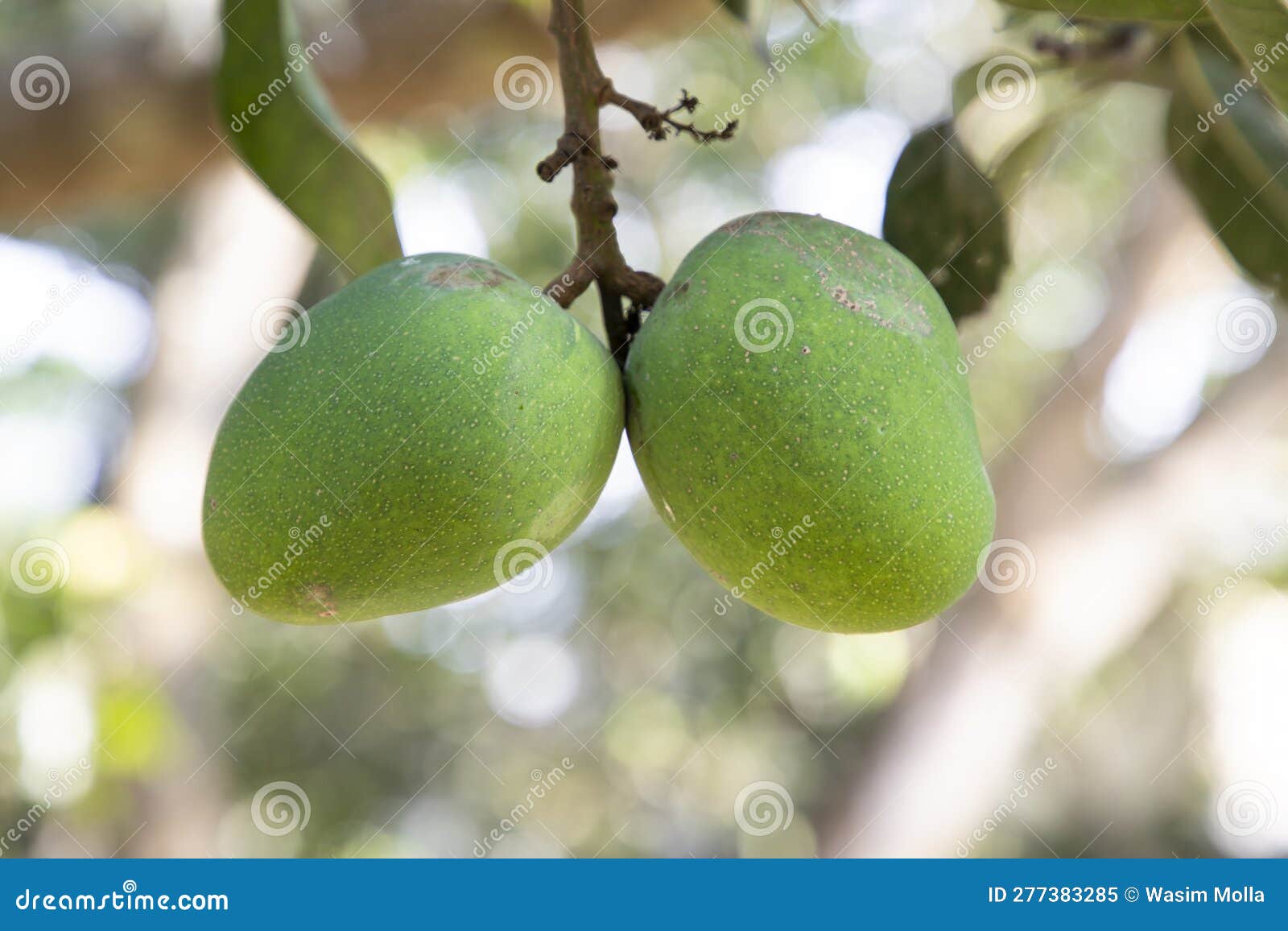 fresh raw green mango hinging in the tree branch