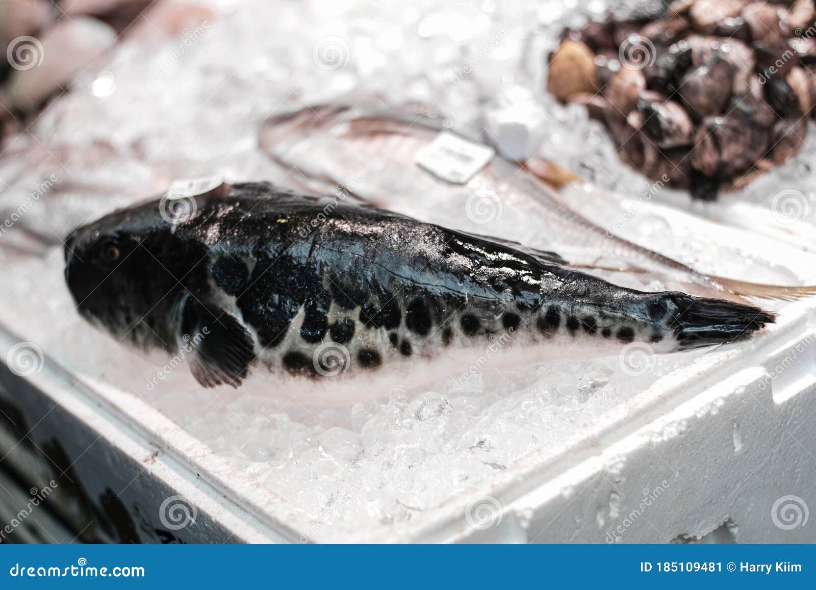 Fresh Fugu Pufferfish At Jagalchi Fish Market, Busan, Korea Stock Photo ...