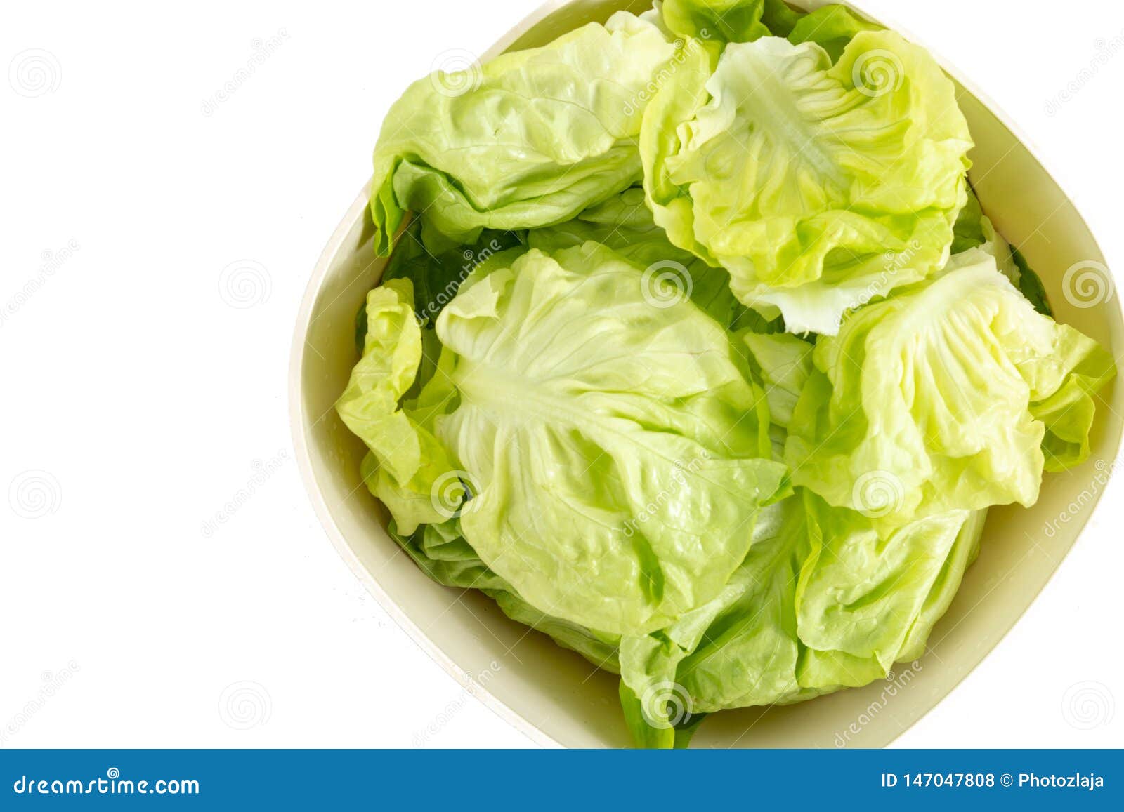 Fresh Raw Lettuce Salad in the Bowl Stock Photo Image of isolated