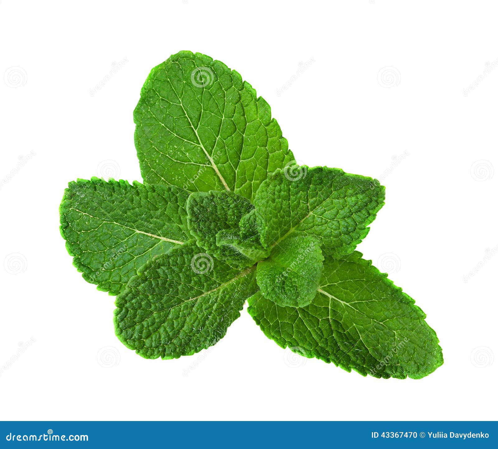 Fresh Raw Mint Leaves Isolated on White Stock Photo Image of