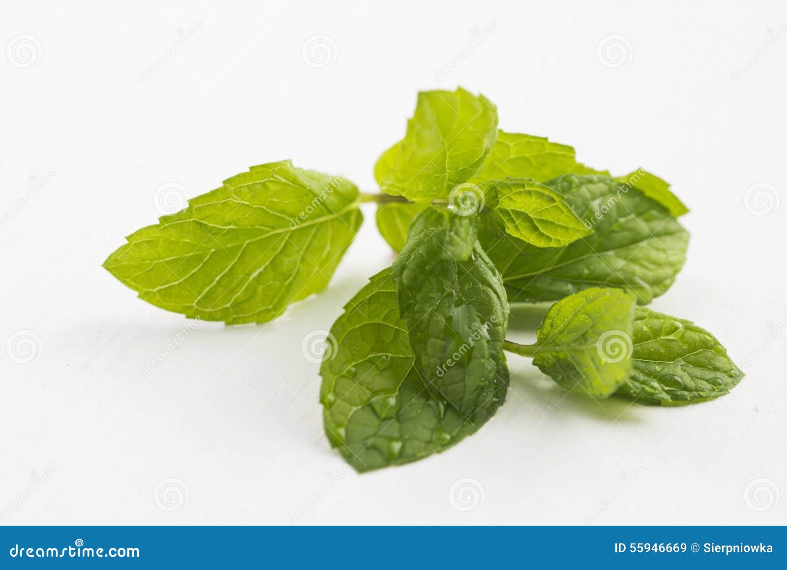 Fresh raw mint leaves stock image. Image of flavor, fragrance 55946669