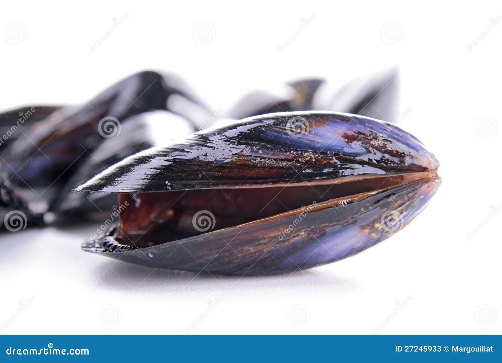Fresh Raw Mussel Stock Image Image Of Boiled Mussel 27245933
