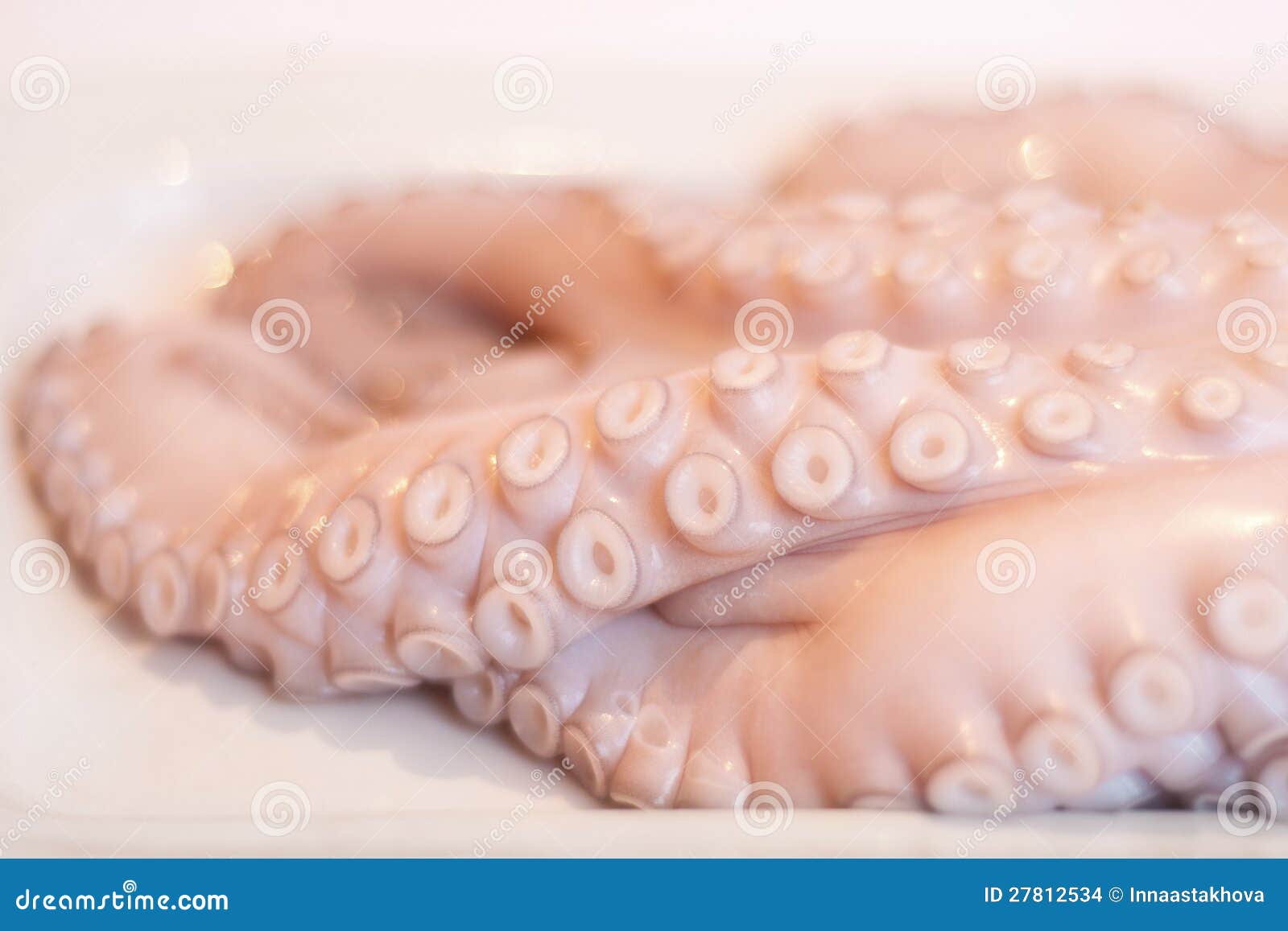 Fresh raw octopus stock photo. Image of dish, molluscs 27812534