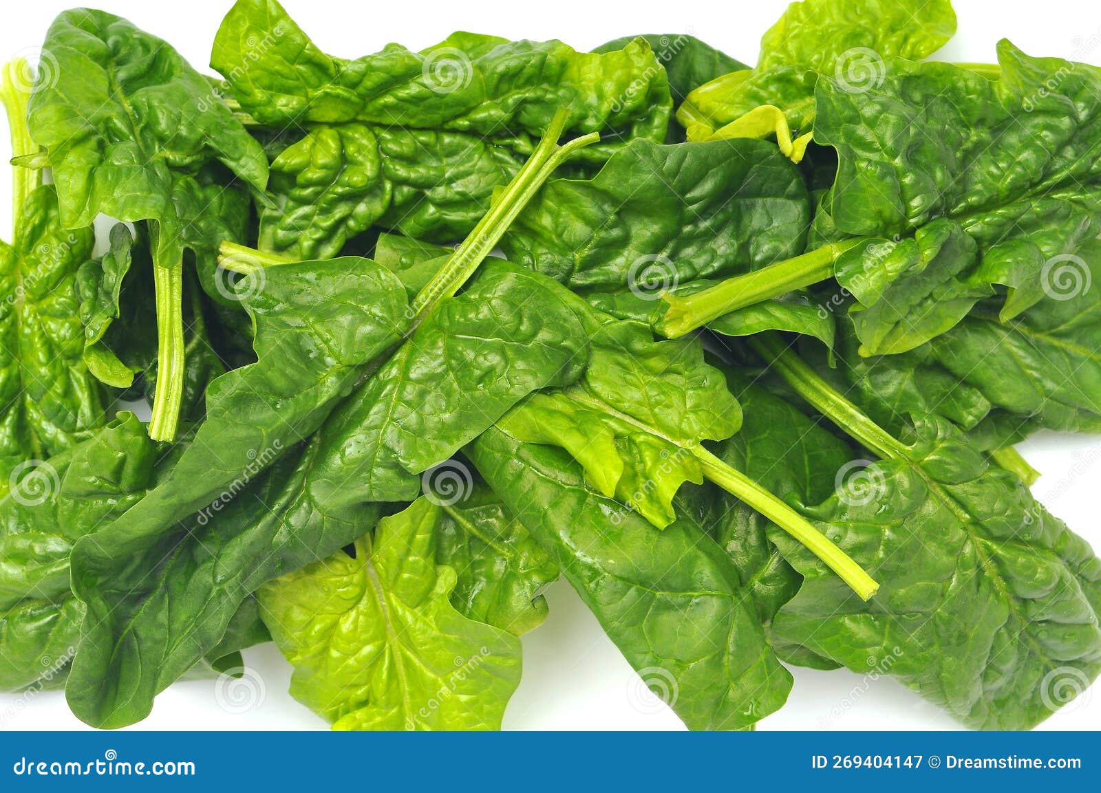 Fresh Raw Organic Spinach Leaves Stock Image - Image of greens