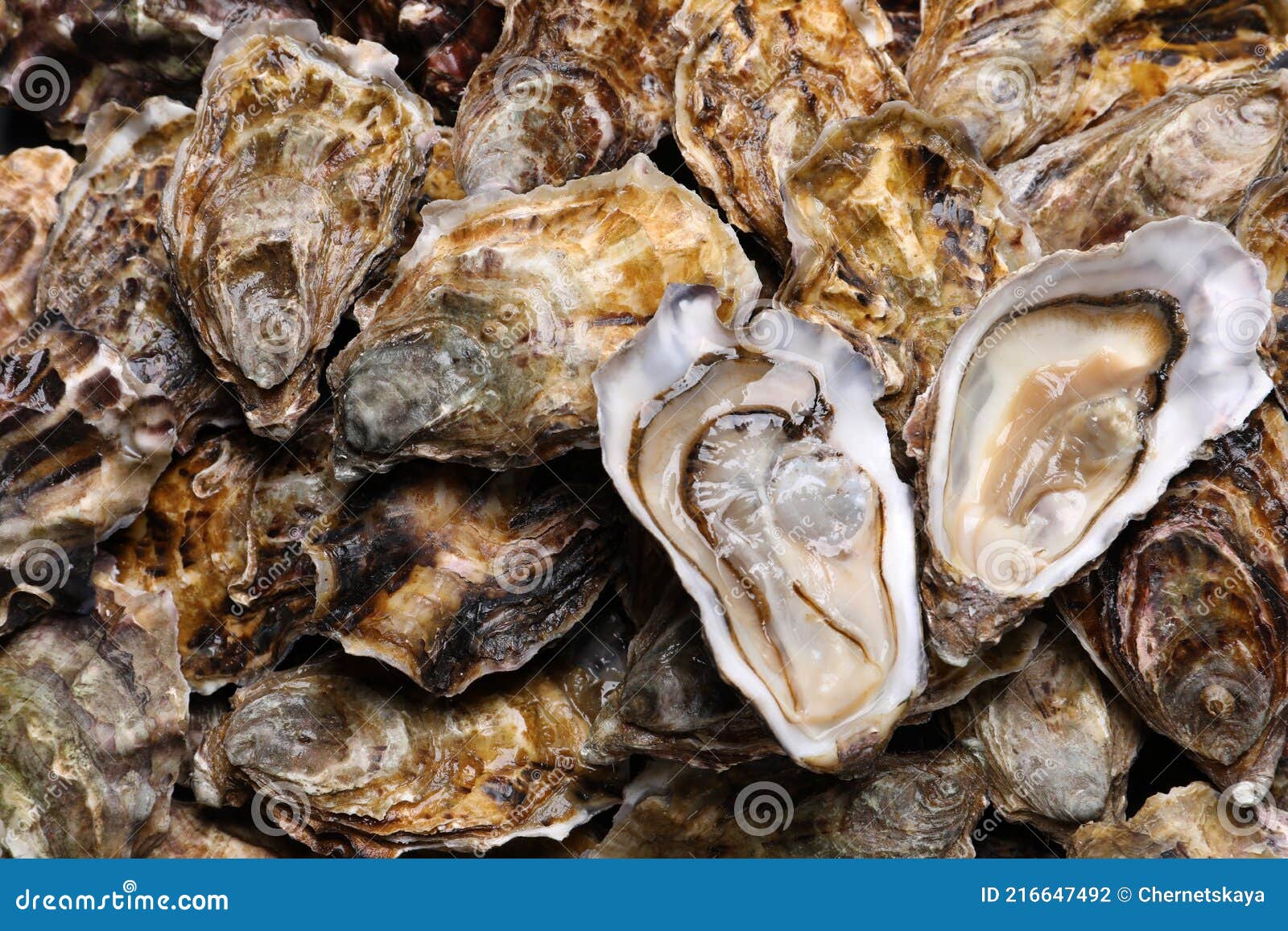 Fresh Raw Oysters As Background, Top View Stock Photo Image of
