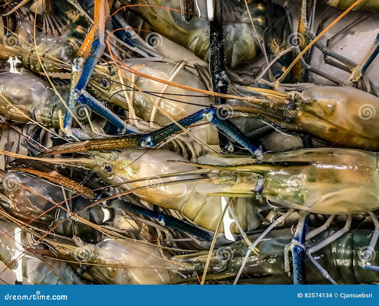 Fresh raw prawn, shrimp stock photo. Image of freshness 82574134