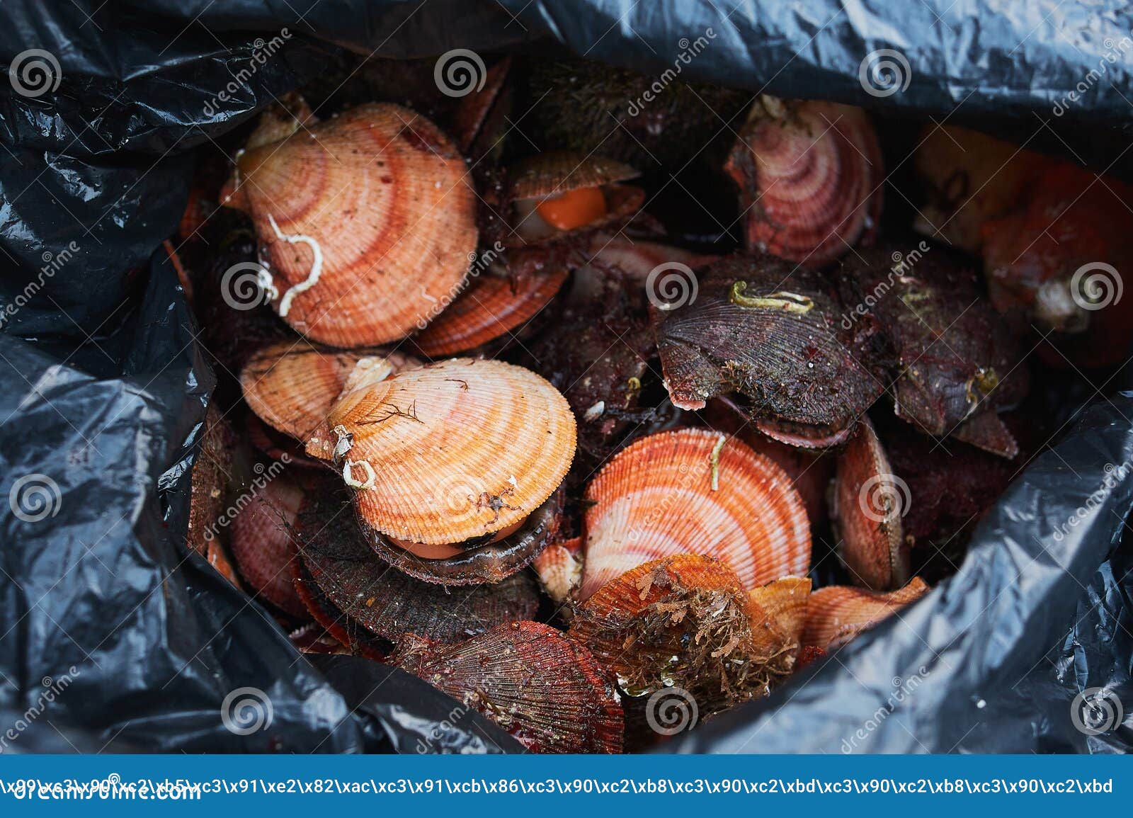 Middleneck Clams Stock Photos Free & RoyaltyFree Stock Photos from