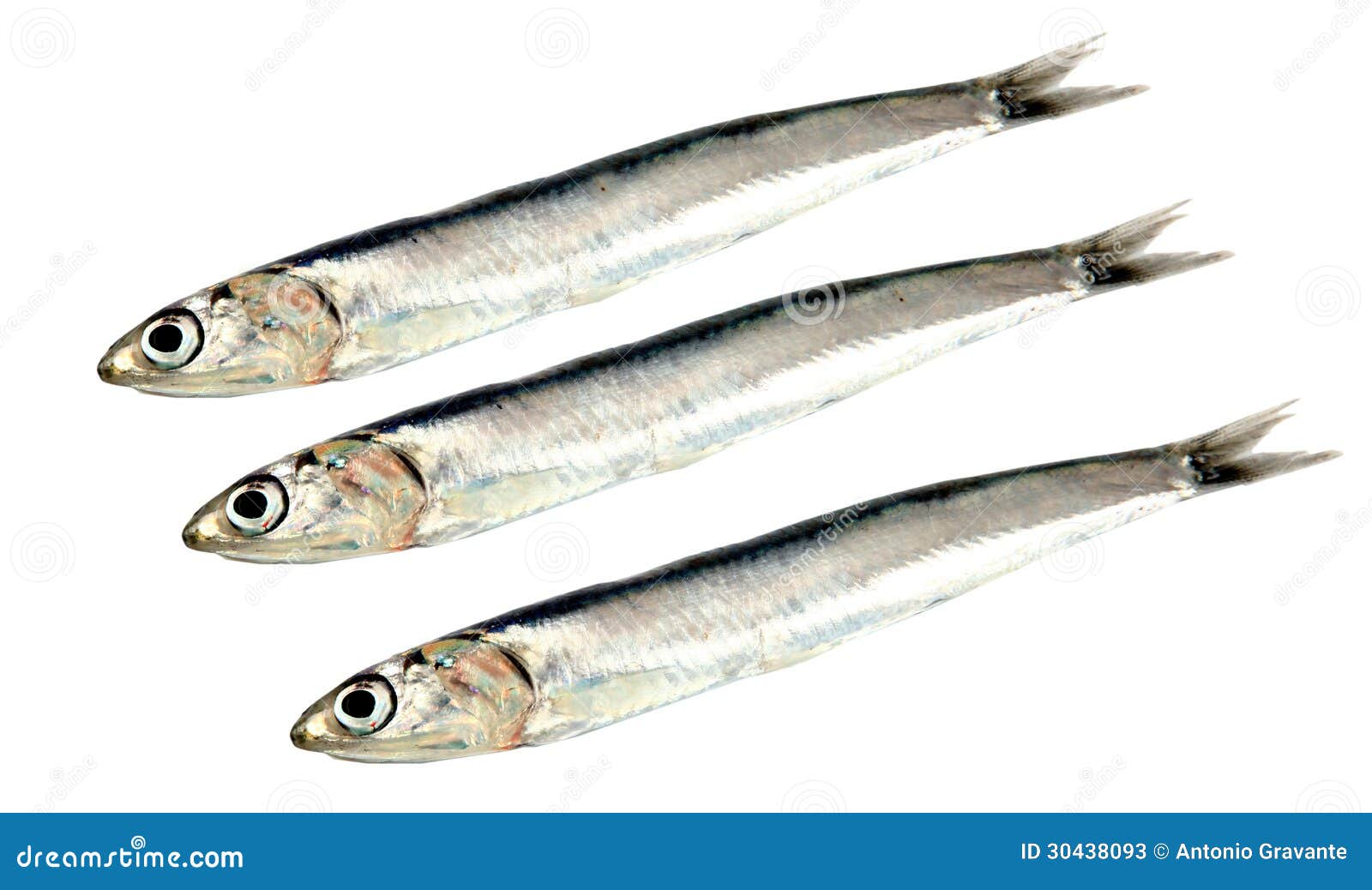 Fresh raw sardines stock image. Image of three, eating 30438093